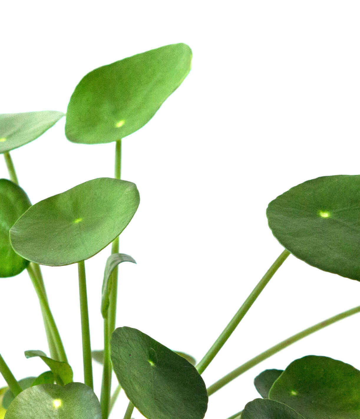 Why Are The Leaves On My Pilea Turning Yellow Bloomscape