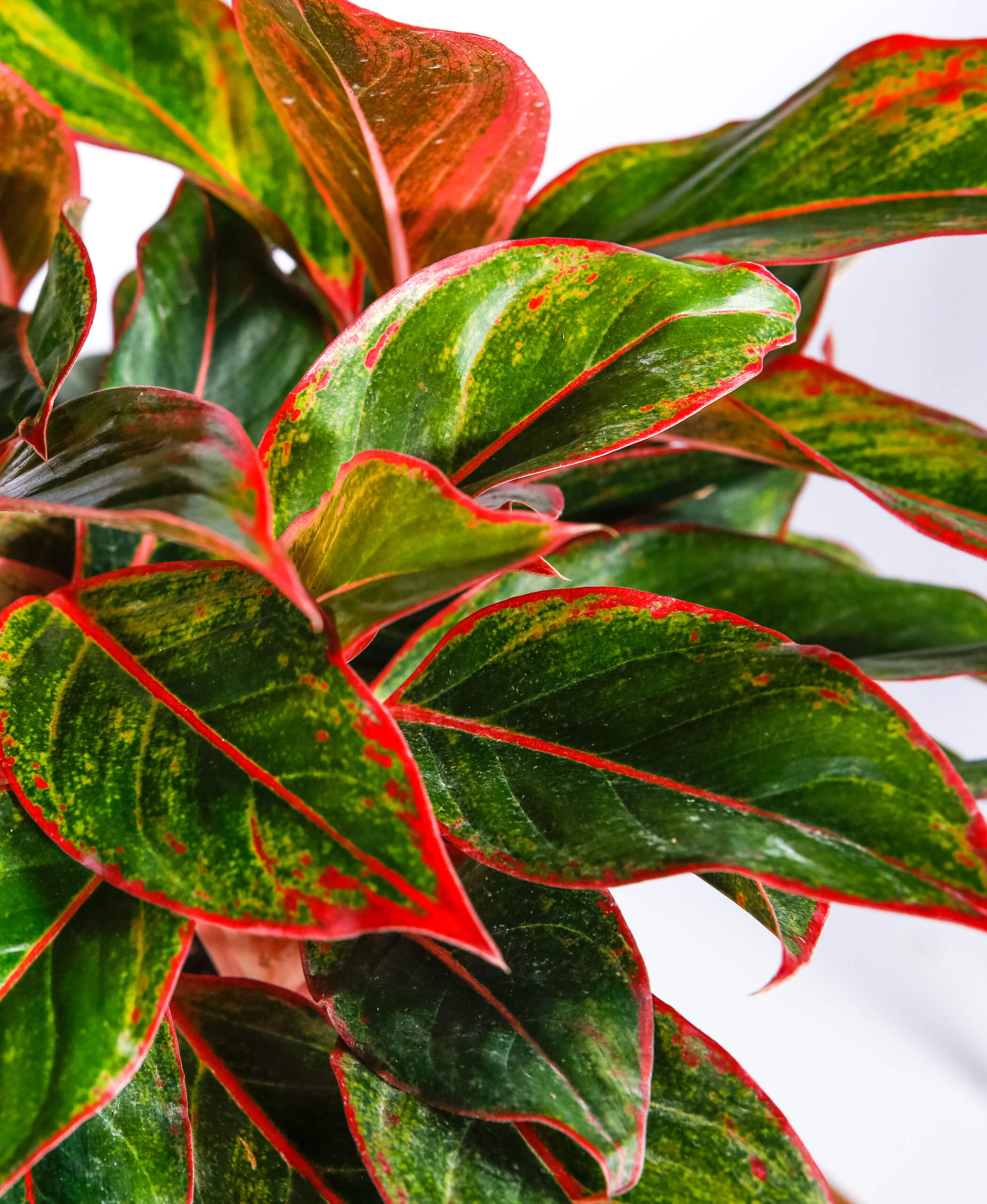 Why are the leaves on my Aglaonema  limp and drooping 
