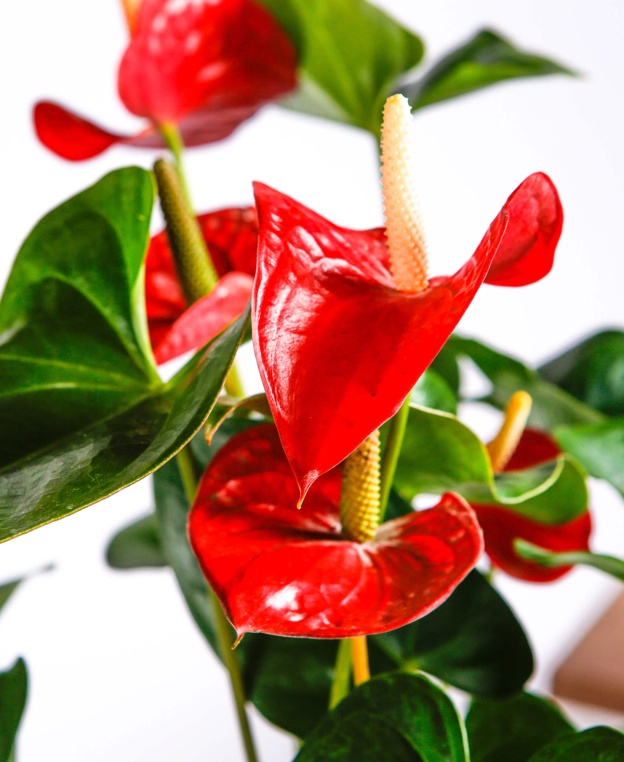 Is Anthurium A Complete Flower At Patricia Henderson Blog