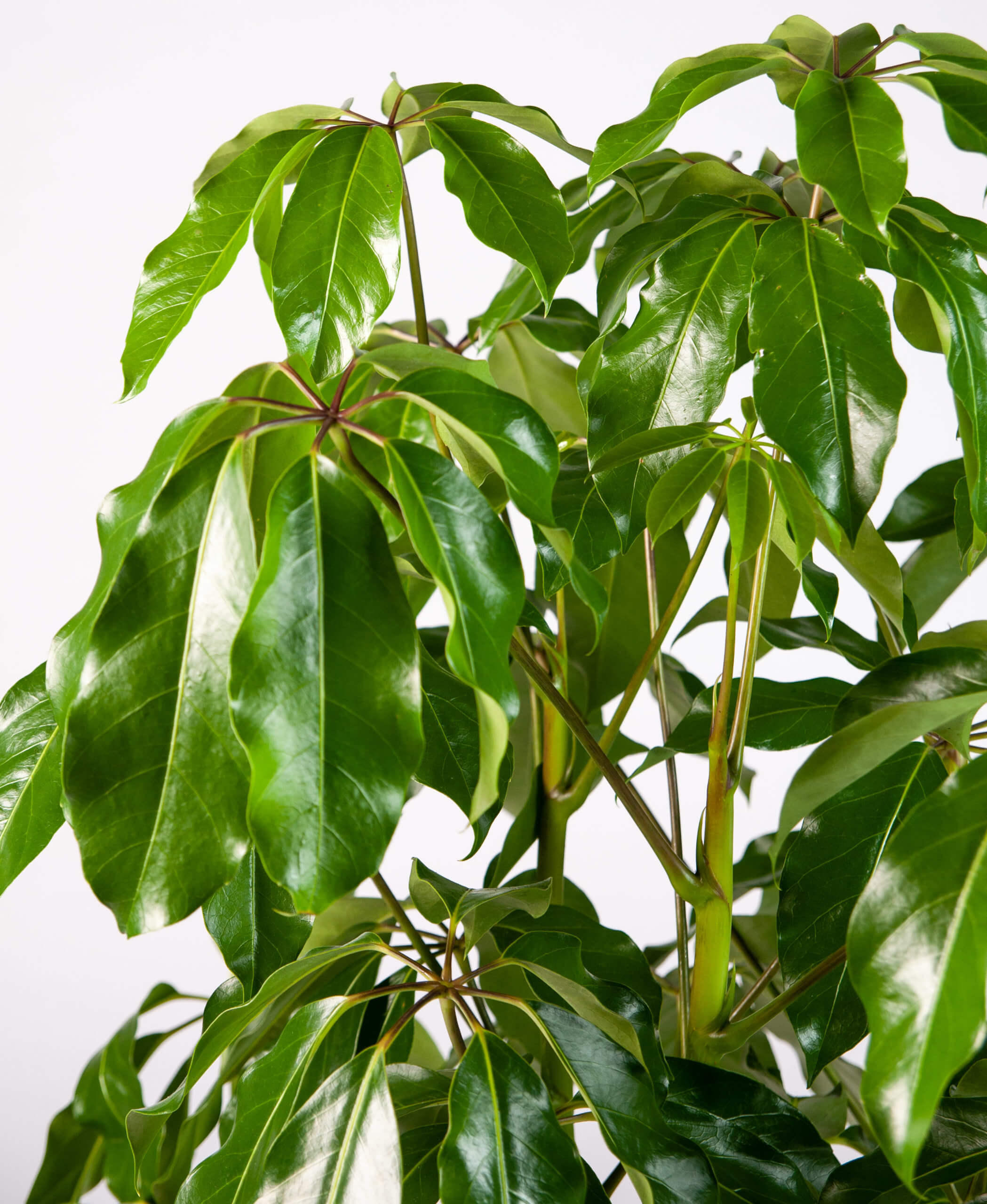 Exotenherz - ray aralia - Schefflera arboricola Nora - feuilles