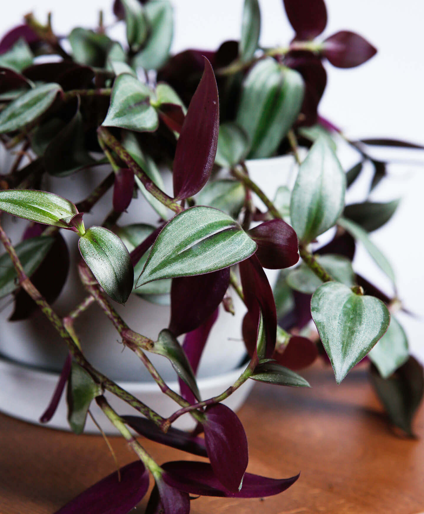 Why Are My Tradescantia Zebrina S Leaves Fading Bloomscape Why Are My Tradescantia Zebrina S Leaves Fading Bloomscape