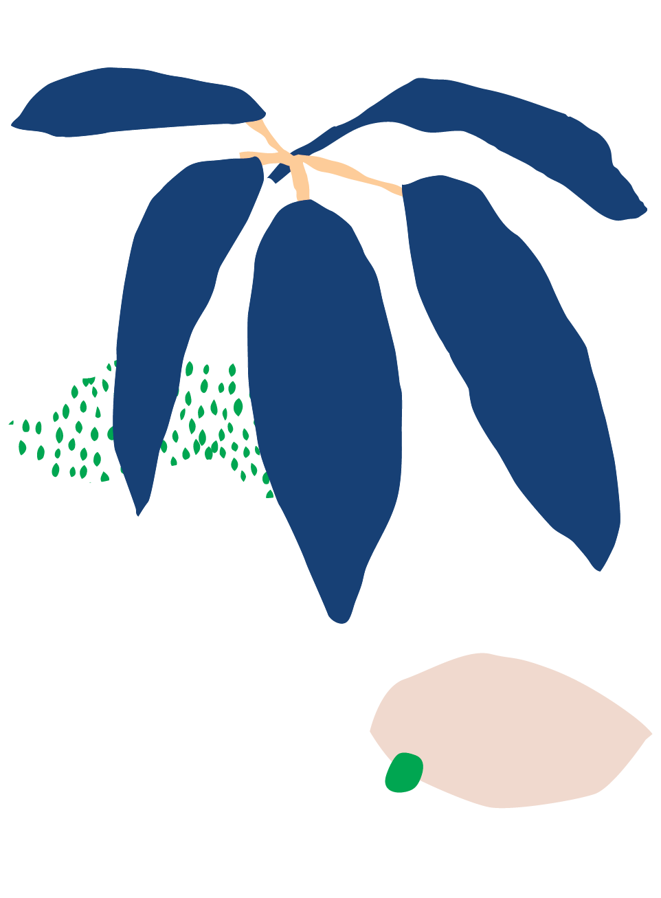 Schefflera Care