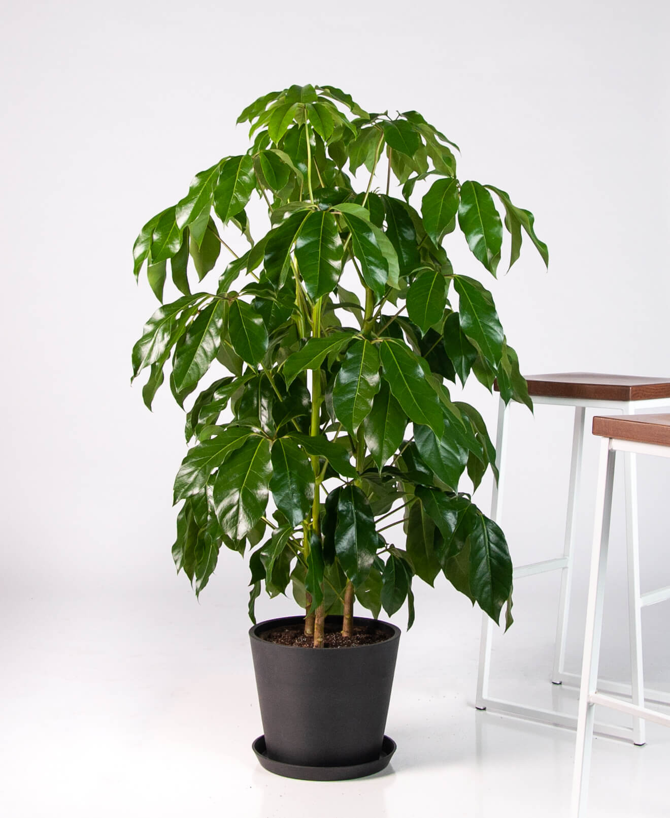 Why are the leaves of my Schefflera turning yellow? Bloomscape