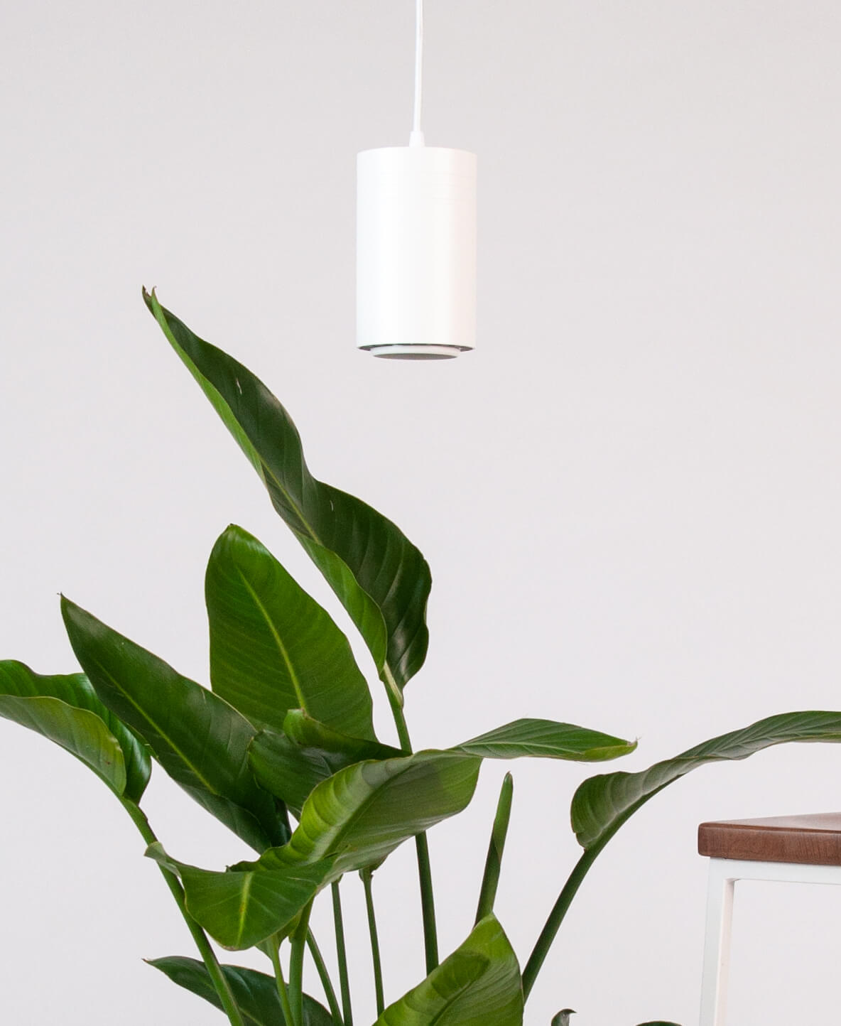 Bloomscape Indoor Grow Light Bloomscape Indoor Grow Light