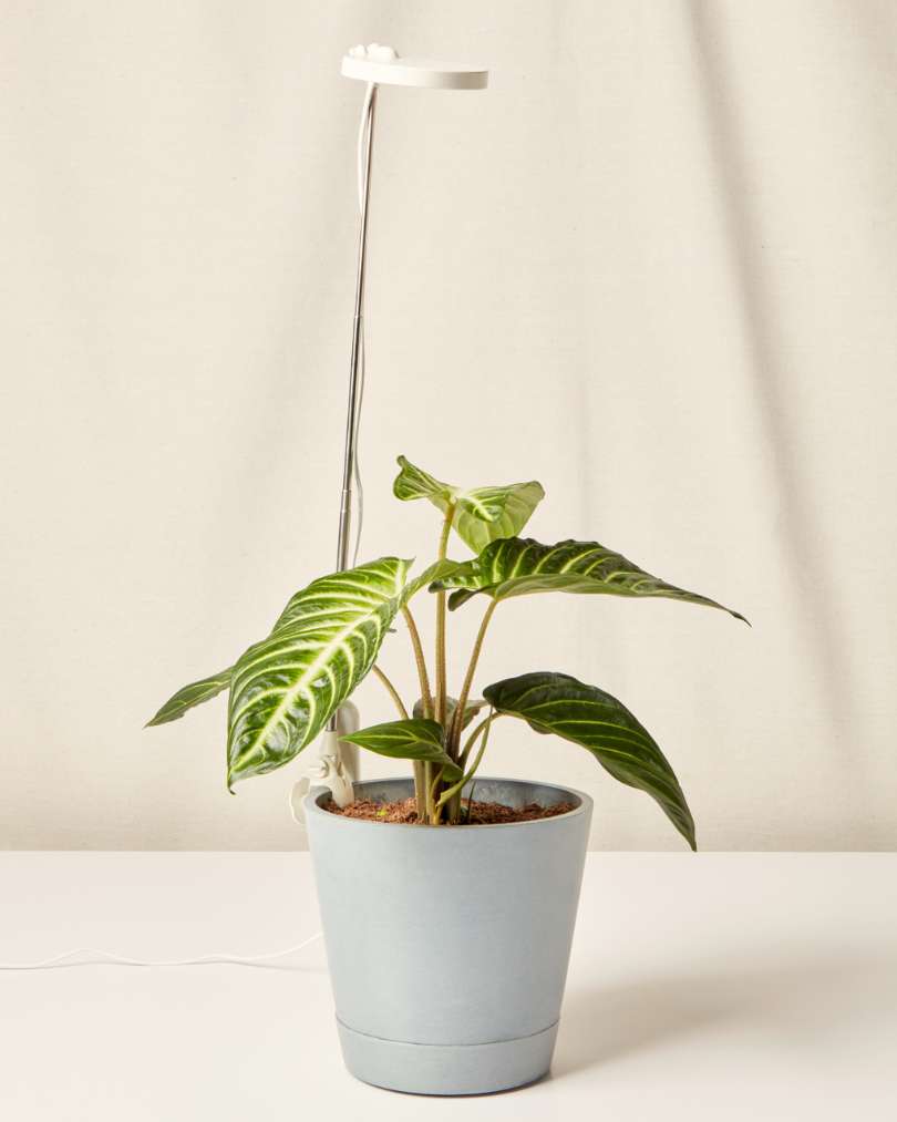 Adjustable LED Grow Light