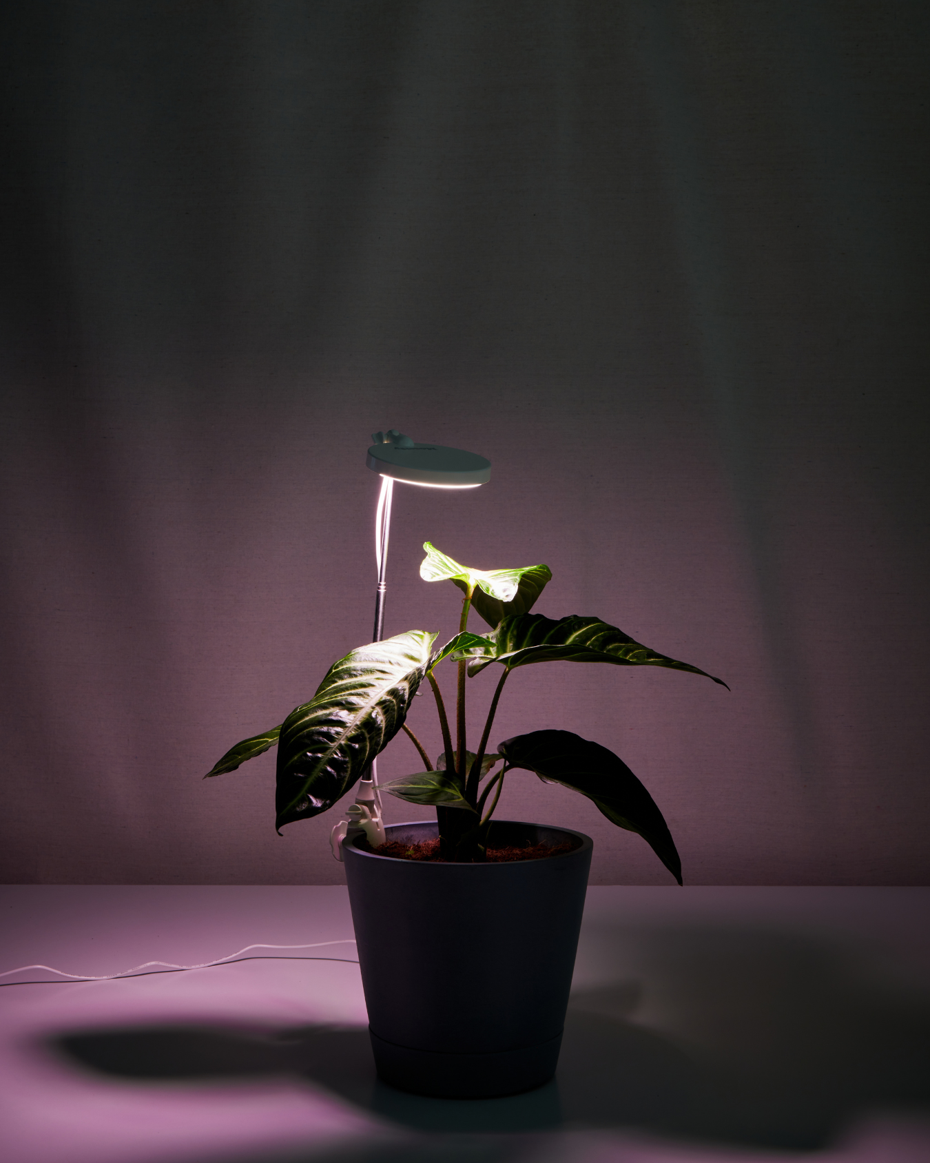 light on-short height
