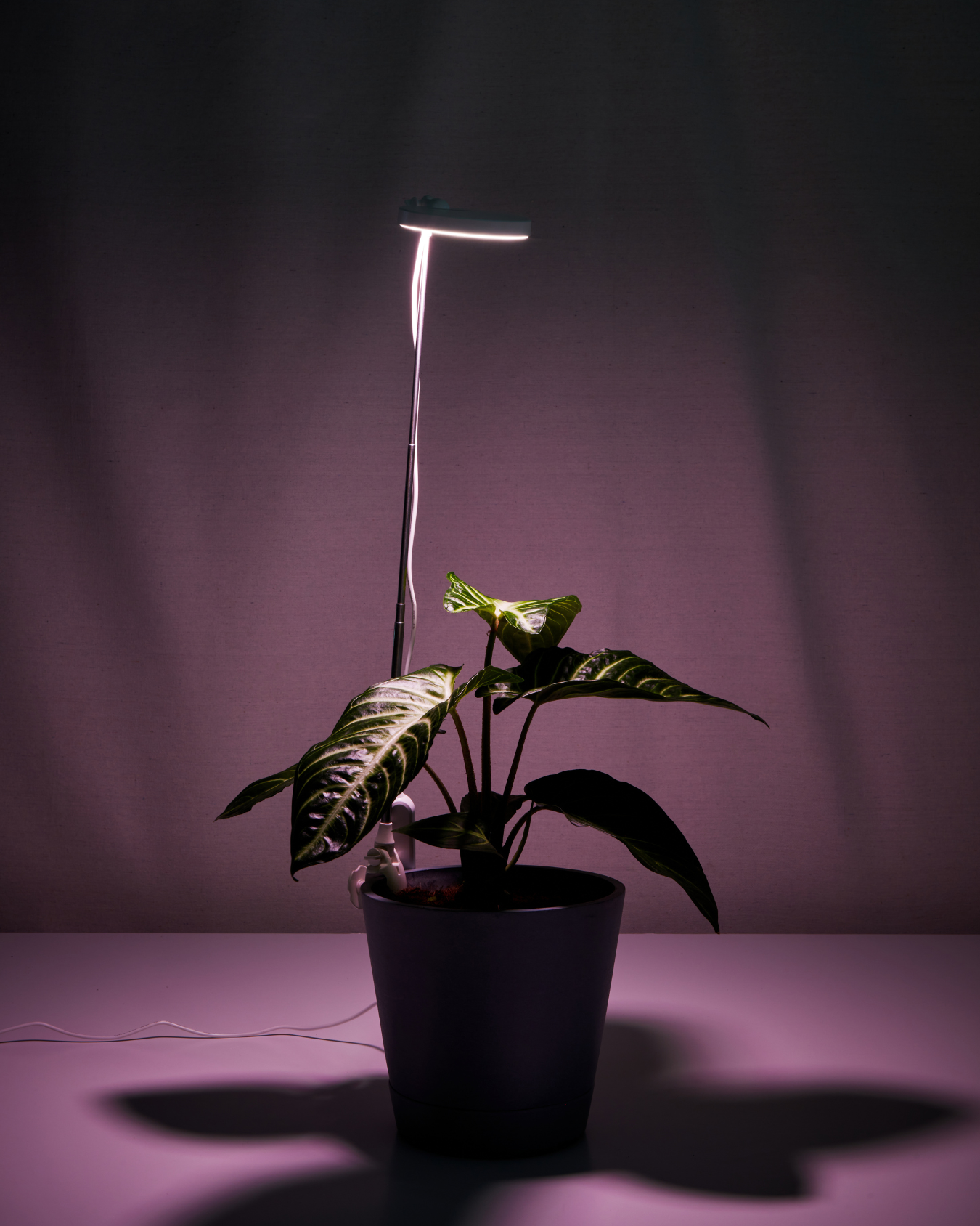 light on-tall grow light on