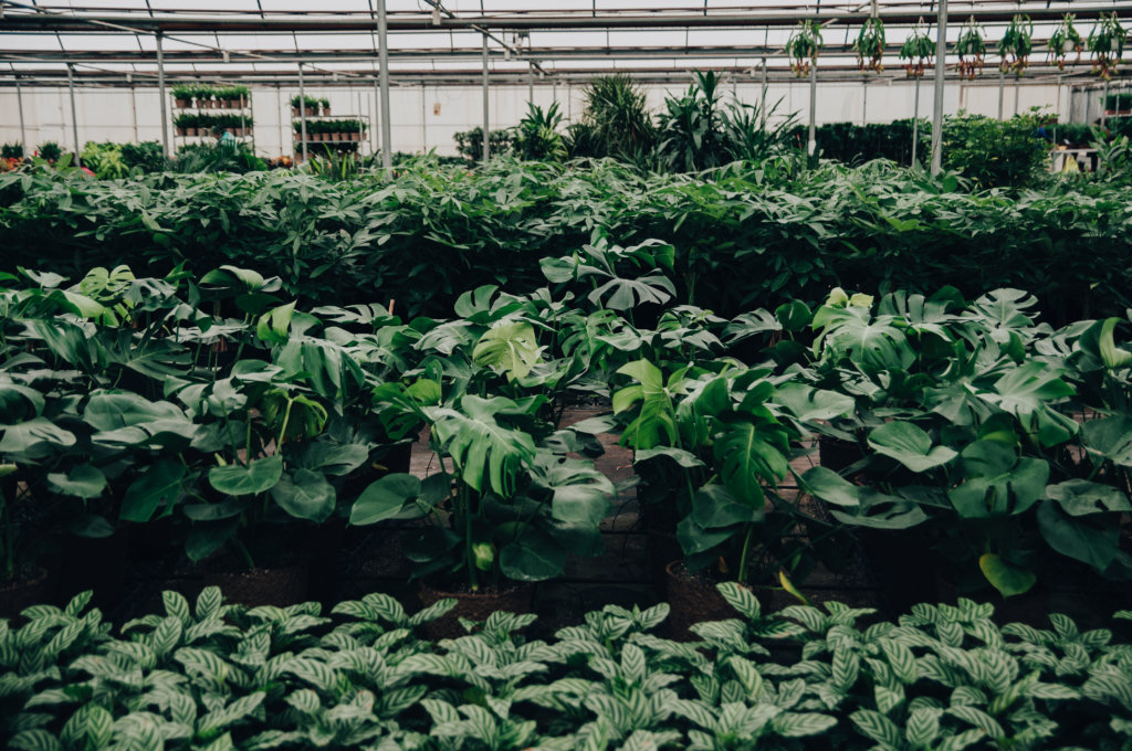 Fact or Myth Does Music Affect Plant Growth? Bloomscape