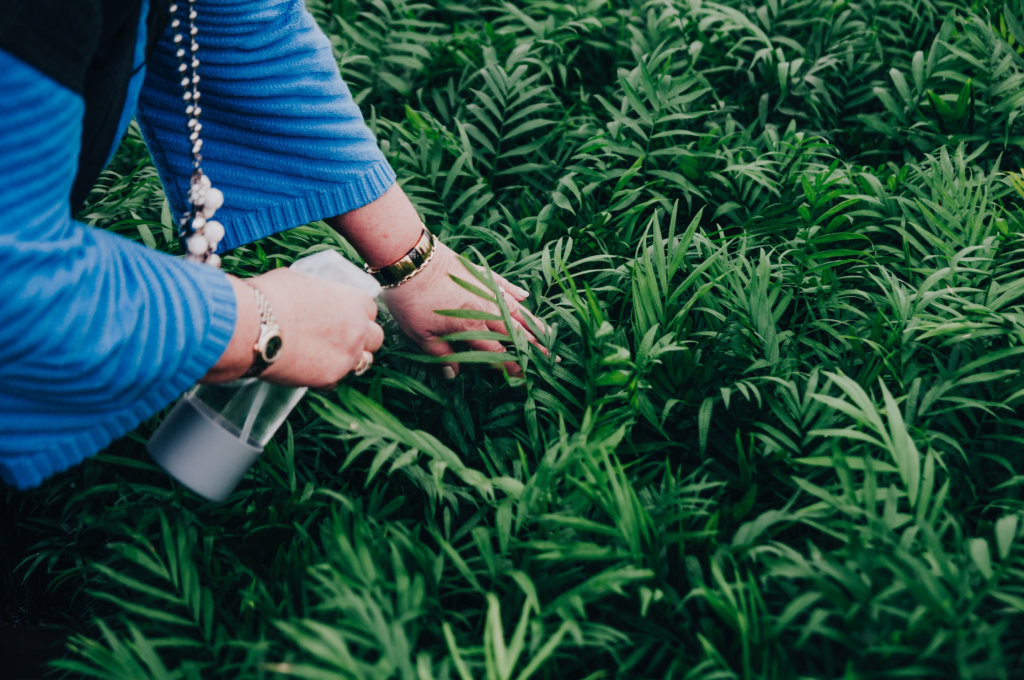 Fact or Myth Does Music Affect Plant Growth? Bloomscape