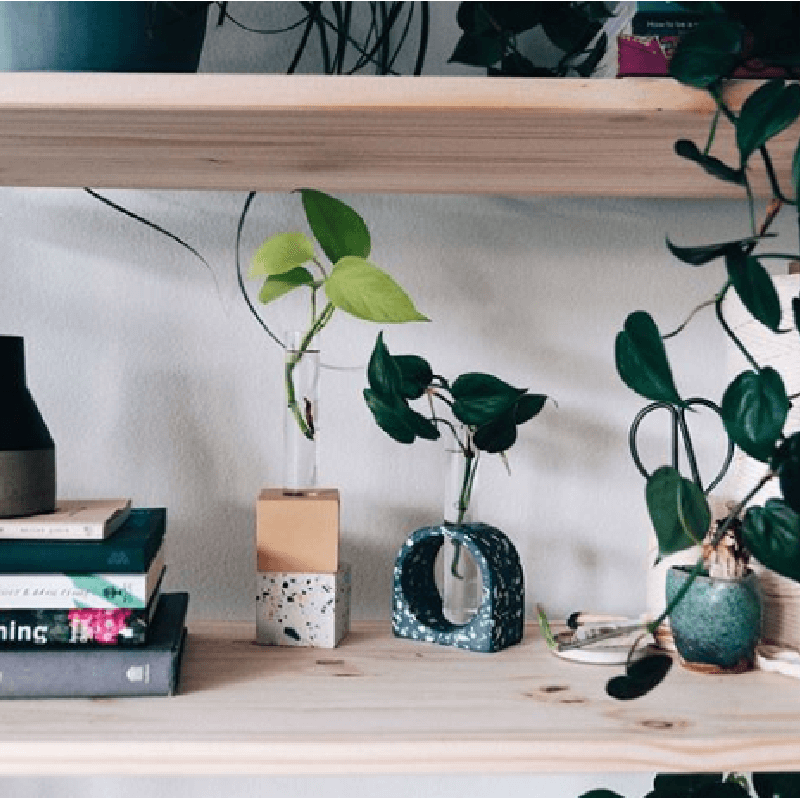 Bloomscape | Living room ready plants delivered to your door