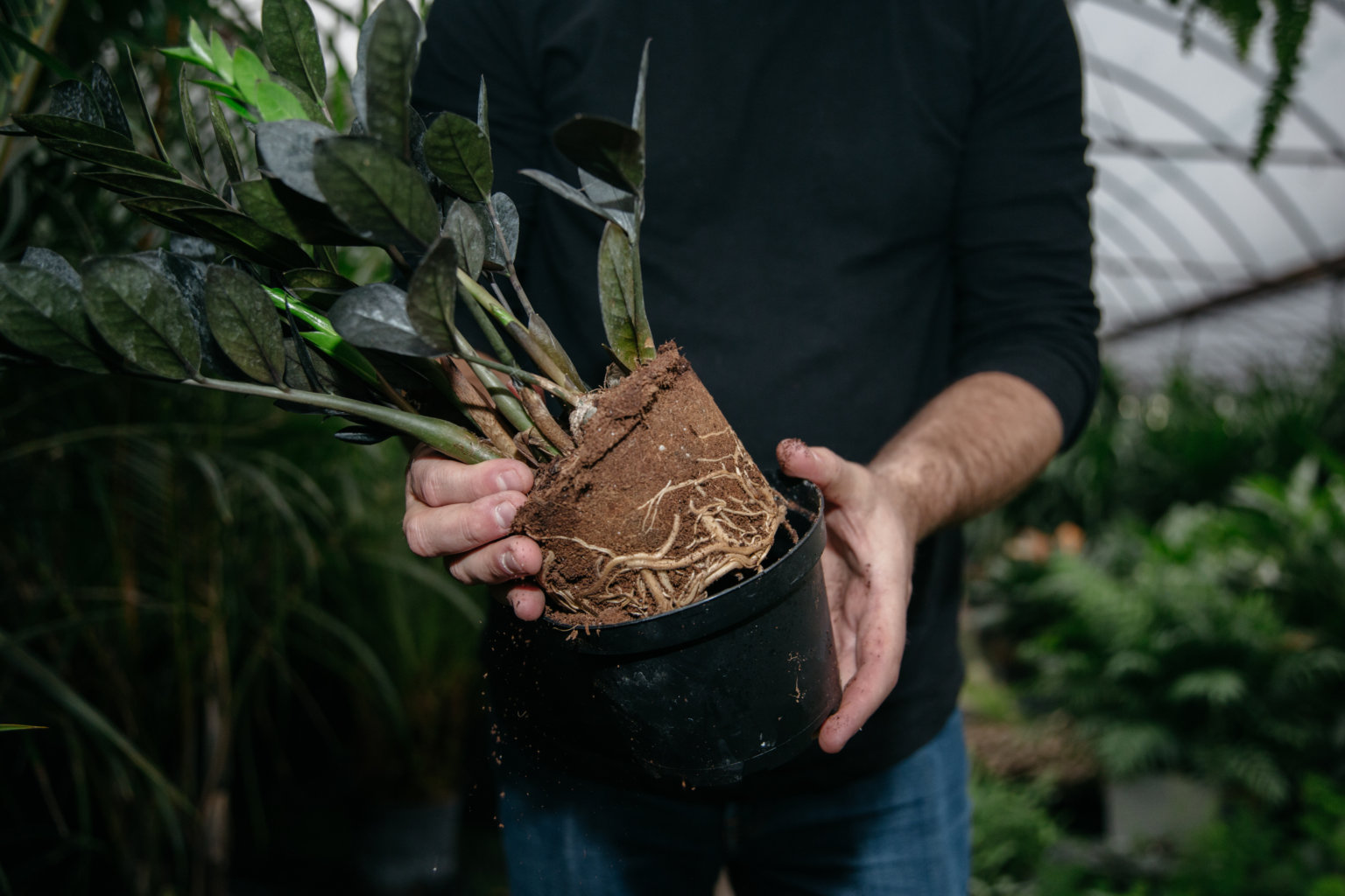 Fact or Myth Does Music Affect Plant Growth? Bloomscape