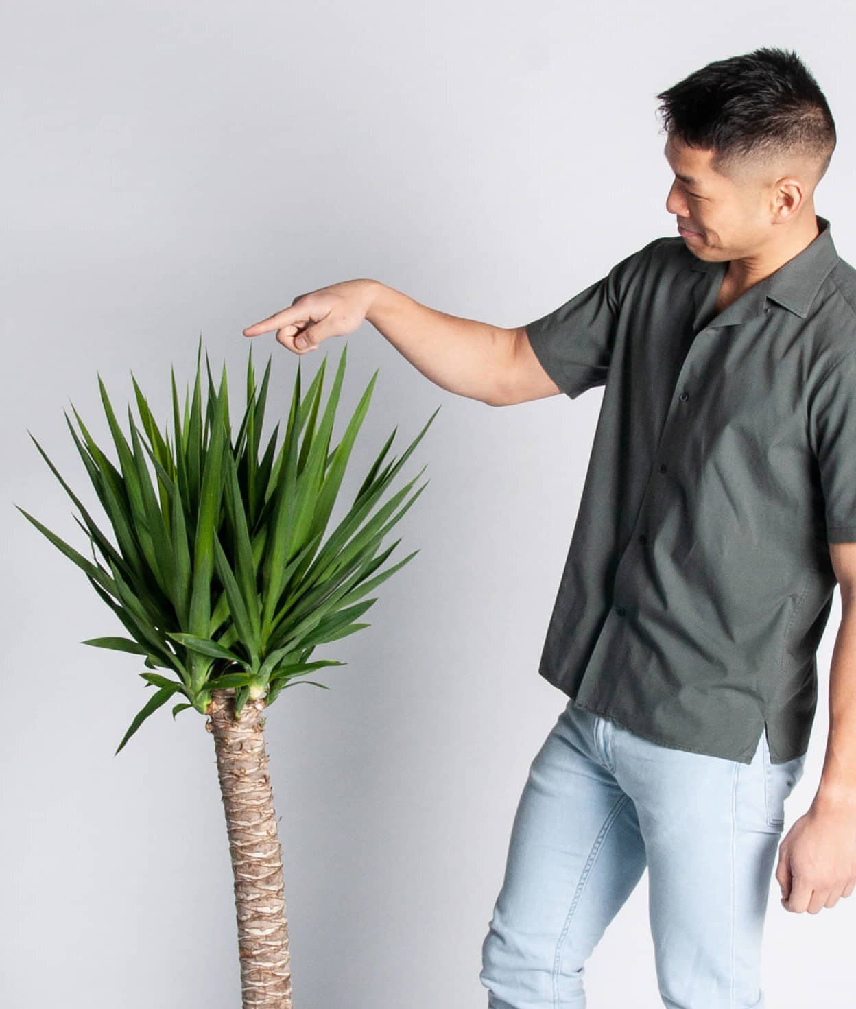 Yucca Plant Care Guide | How To Care For Yucca Plants