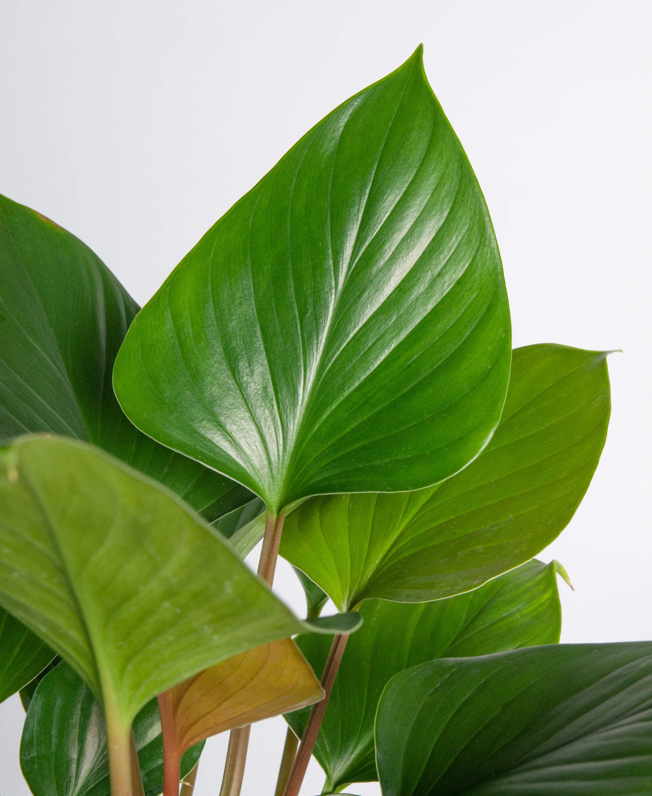 Why Are My Homalomena S Leaves Yellowing Bloomscape