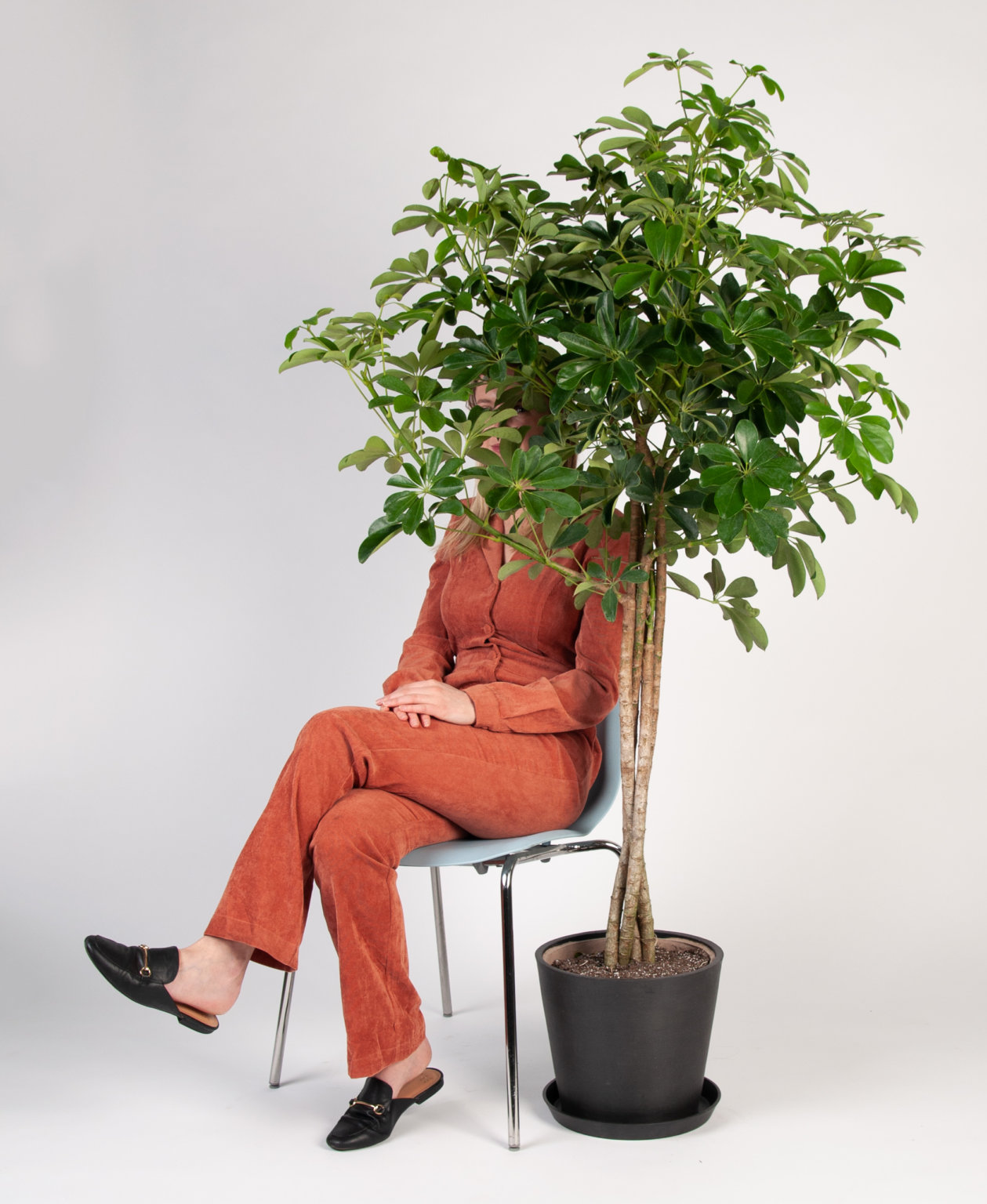 Buy Potted Schefflera Arboricola Indoor Plant Bloomscape