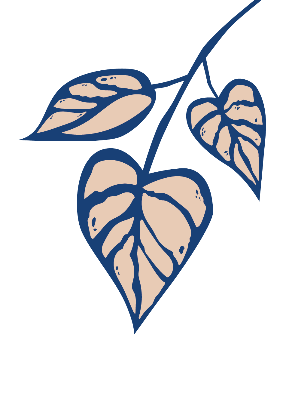 Buy Bloomscape Potted Philodendron Brandi