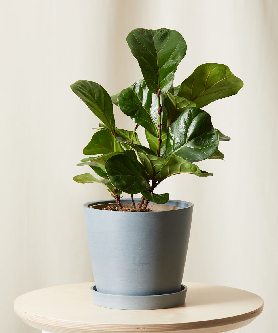 Buy Potted Little Fiddle Leaf Fig Indoor Plant | Bloomscape