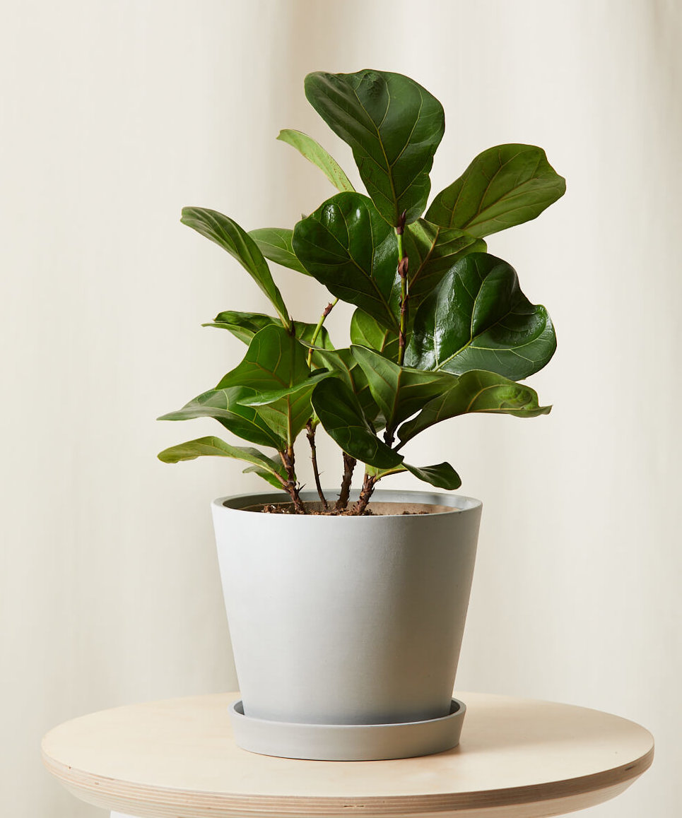 Little Fiddle Buy Potted Little Fiddle Leaf Fig Indoor Plant | Bloomscape