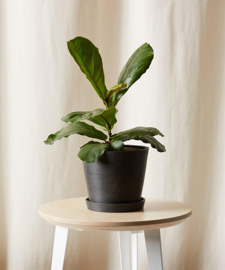 Buy Potted Little Fiddle Leaf Fig Indoor Plant Bloomscape
