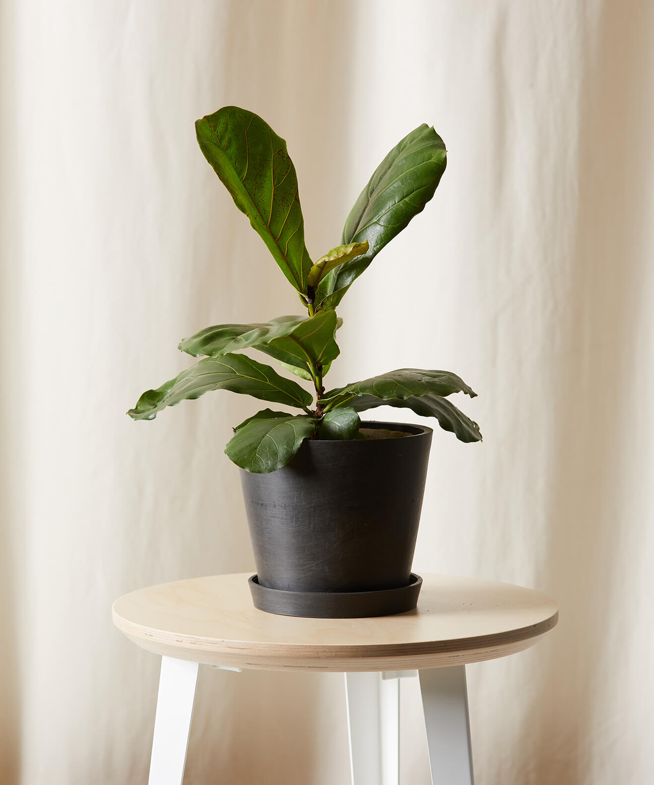 Buy Potted Little Fiddle Leaf Fig Indoor Plant Bloomscape