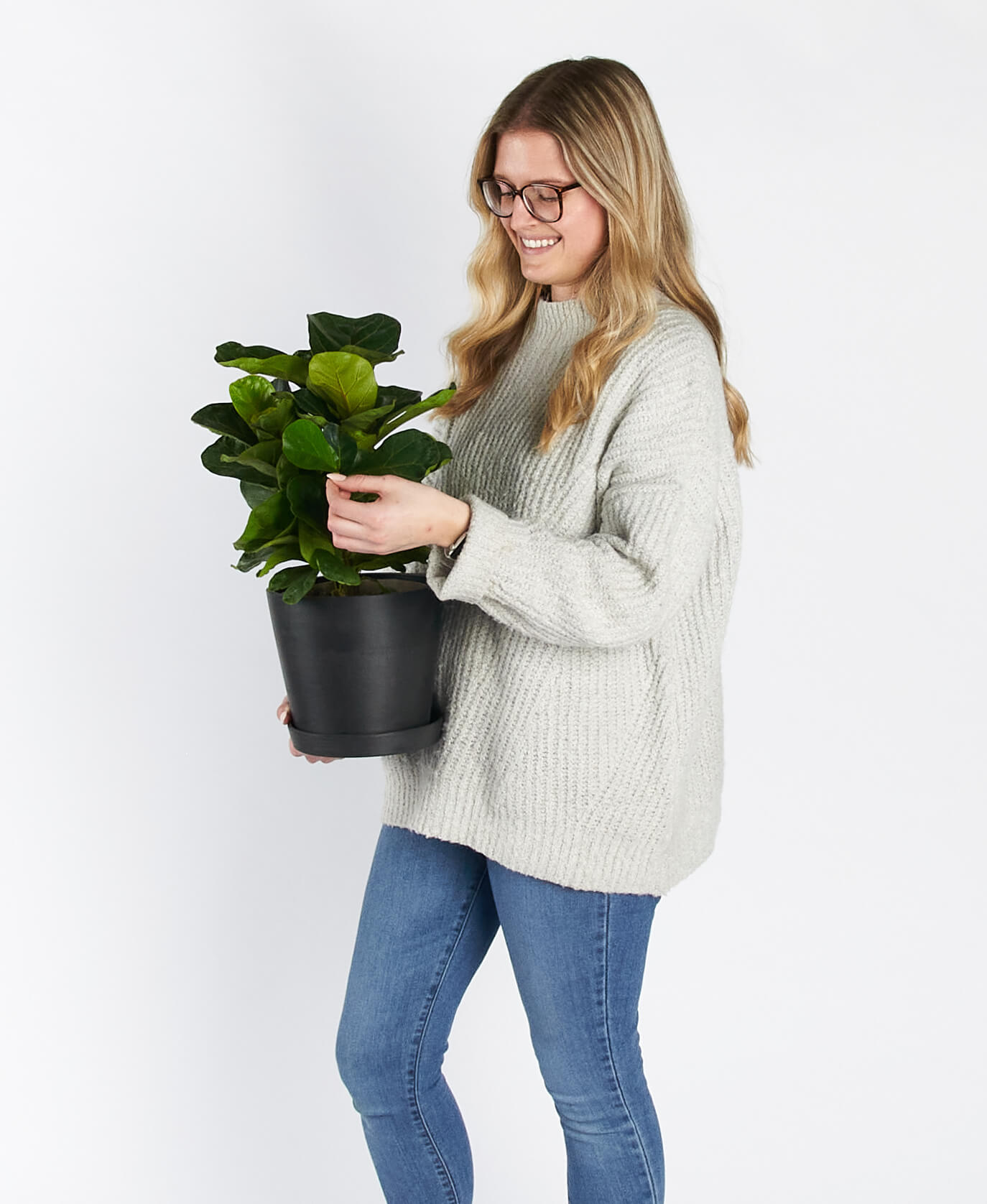 Buy Bloomscape Potted Ficus Little Fiddle