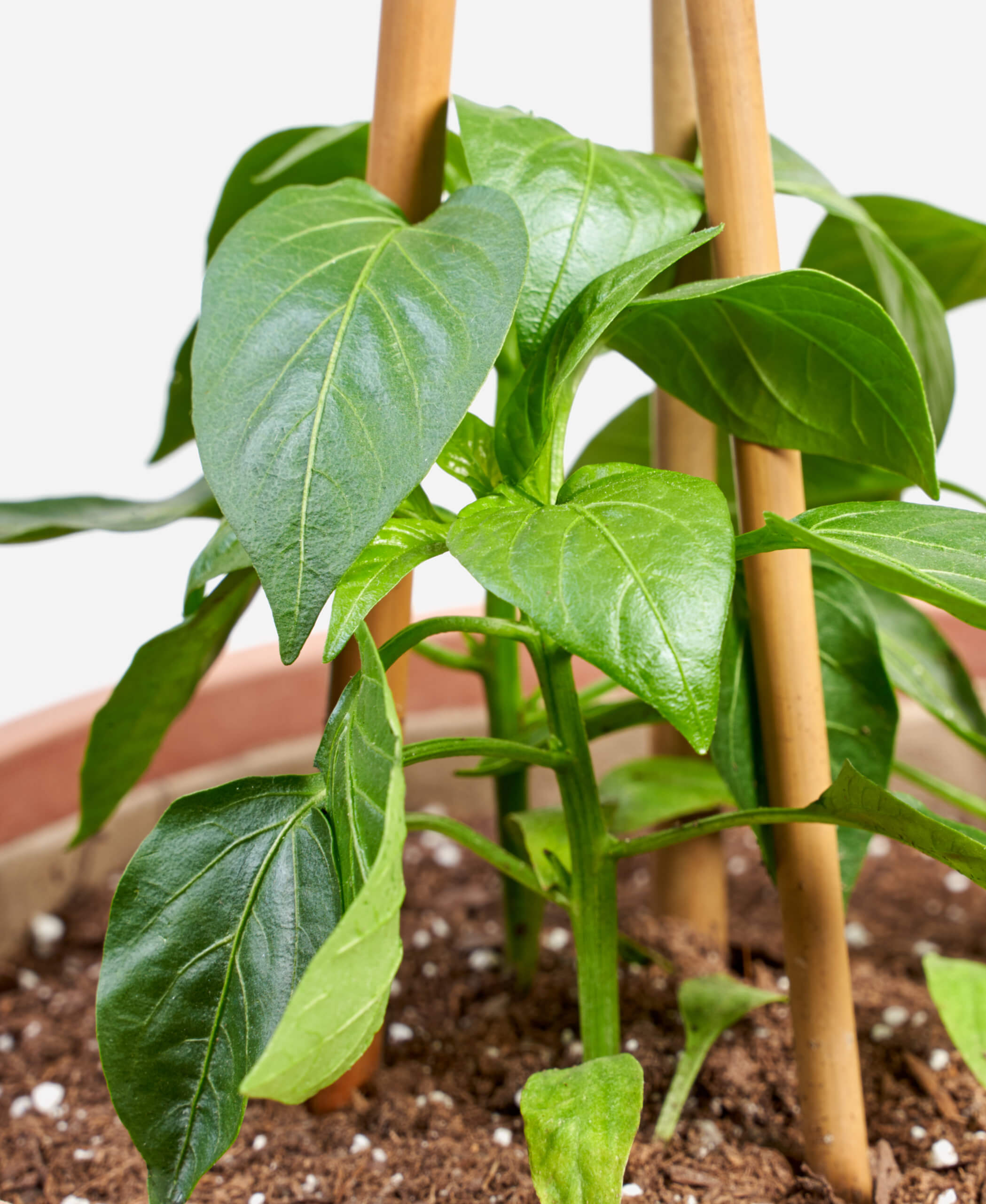Buy Bloomscape Potted Pepper