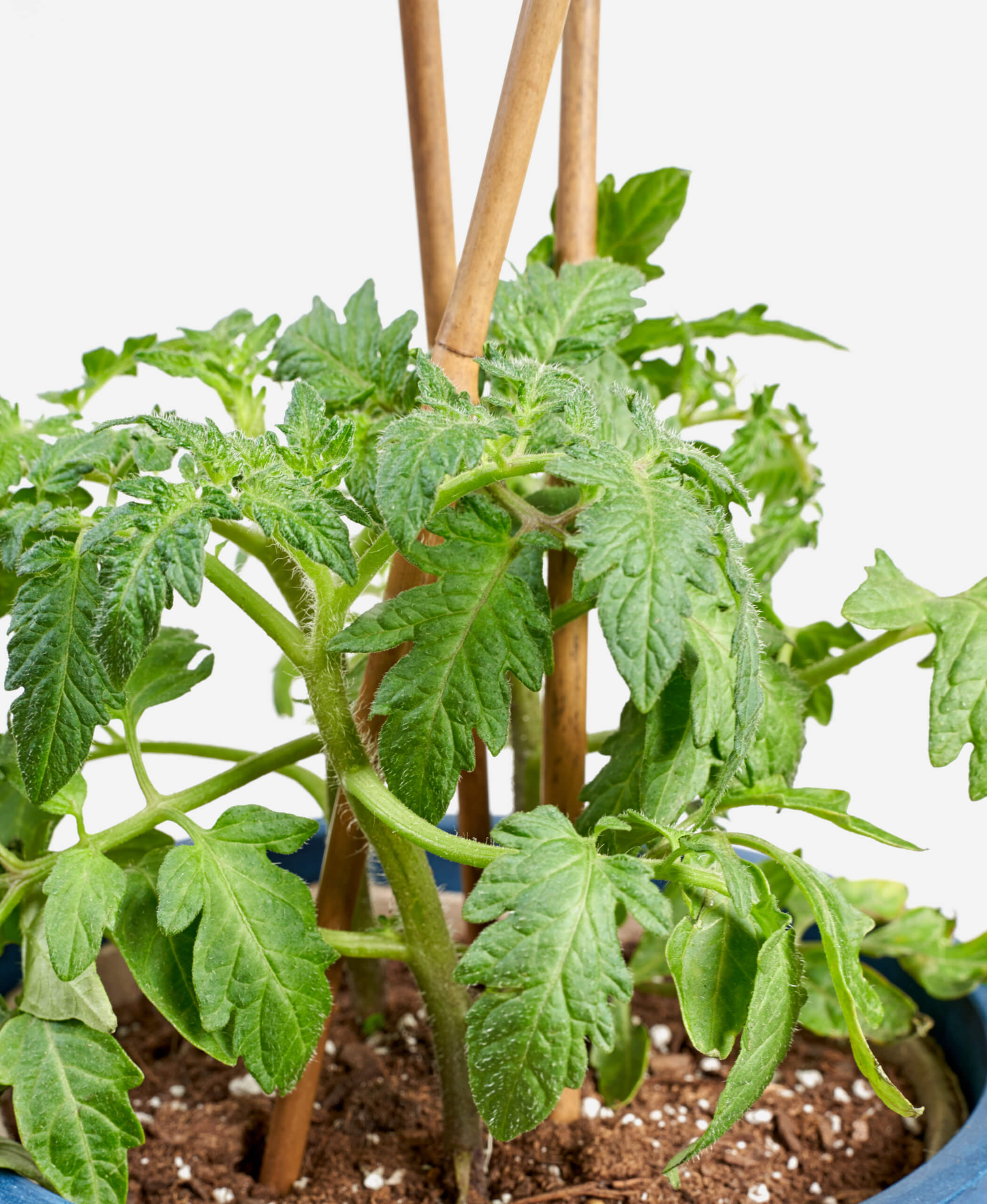 Buy Bloomscape Potted Tomato Plant