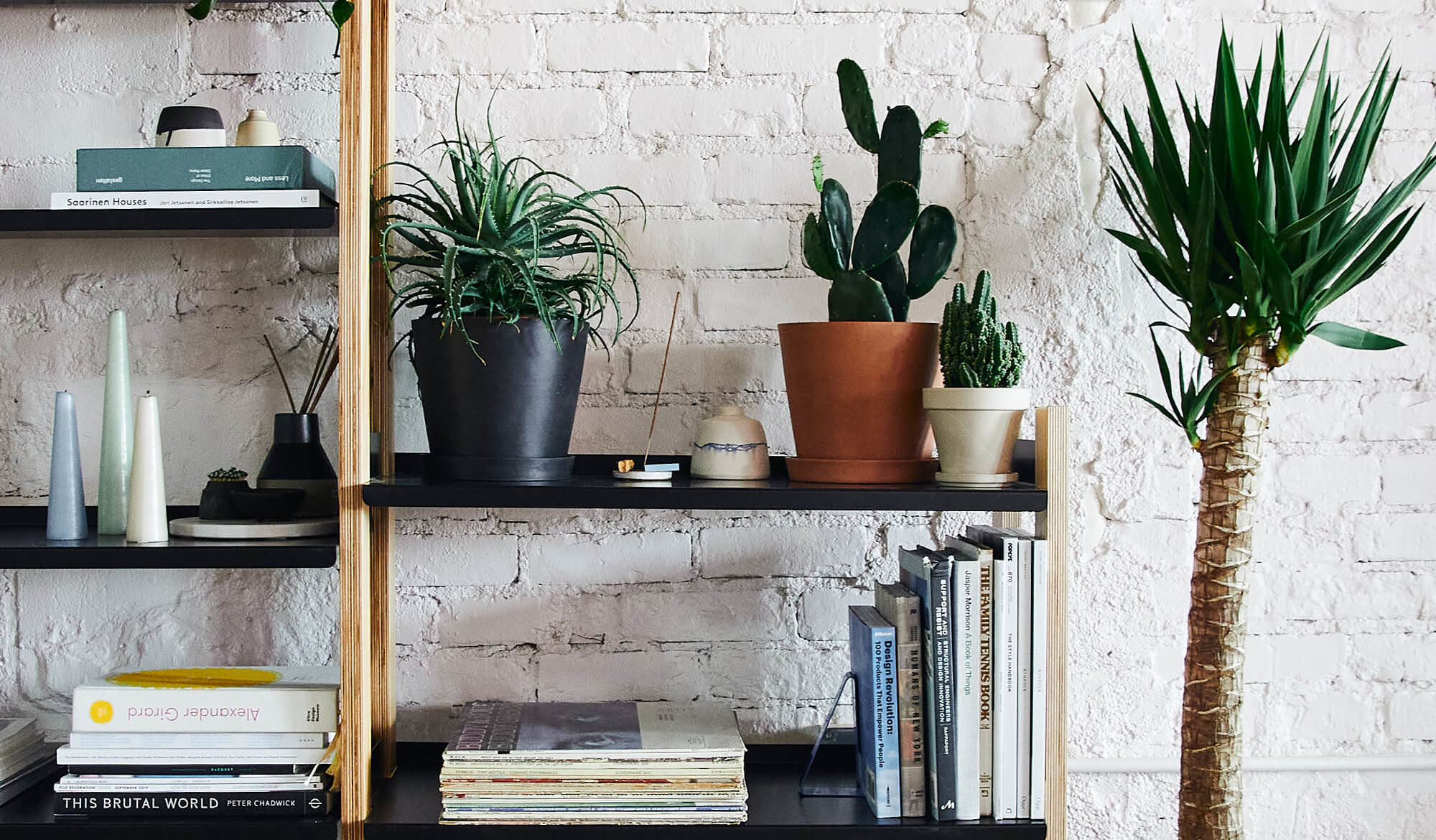Bloomscape | Shop Cacti and Desert-Inspired Indoor Plants