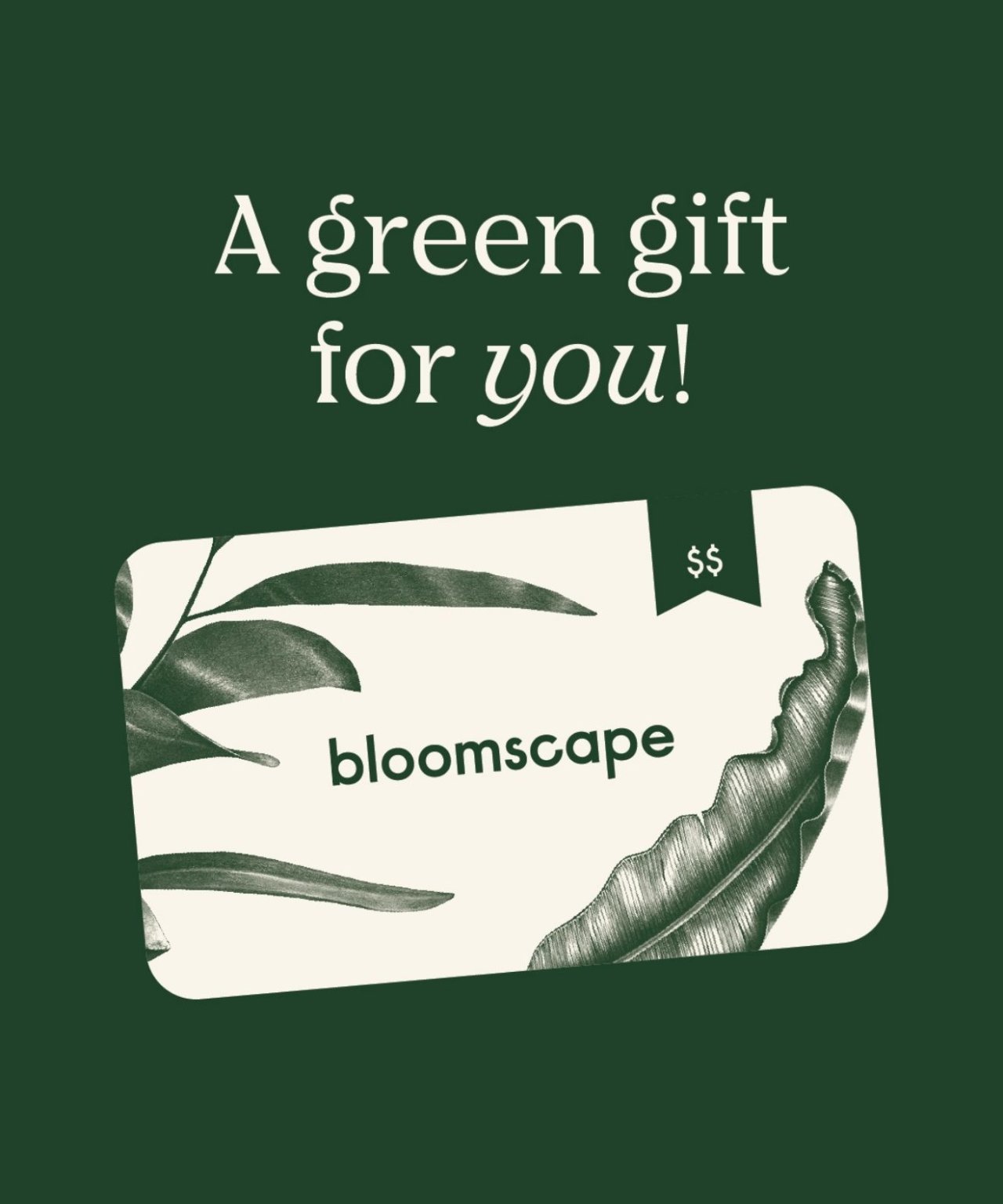 Bloomscape Home Ready Plants Delivered to Your Door