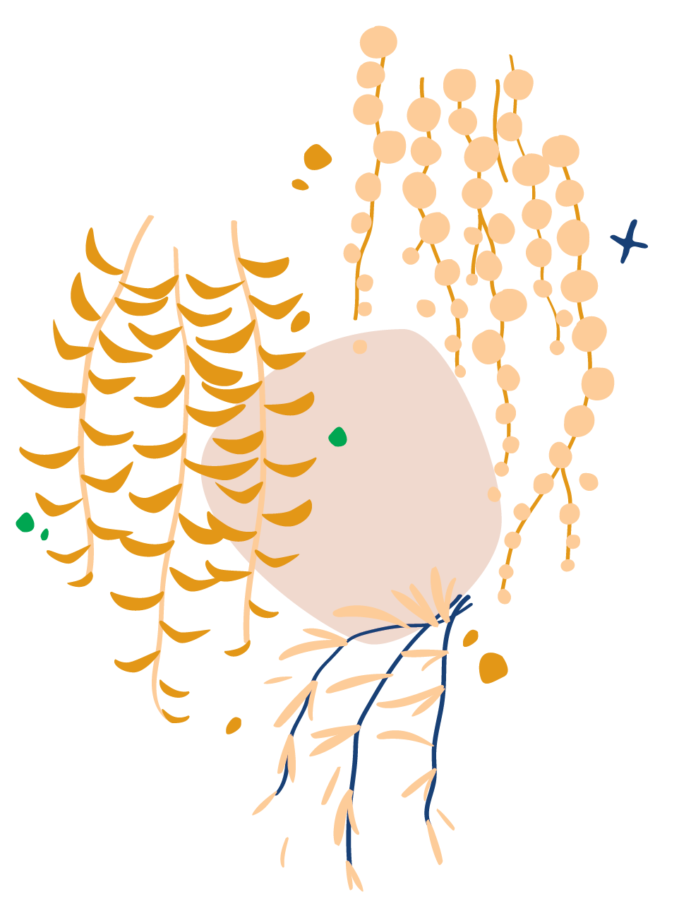 Succulent
