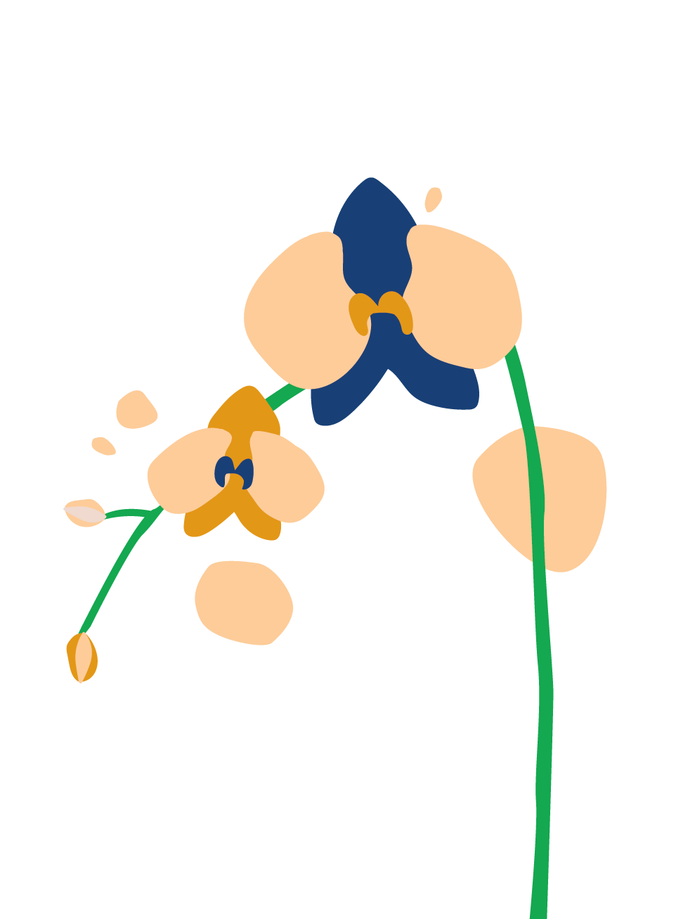 Orchid