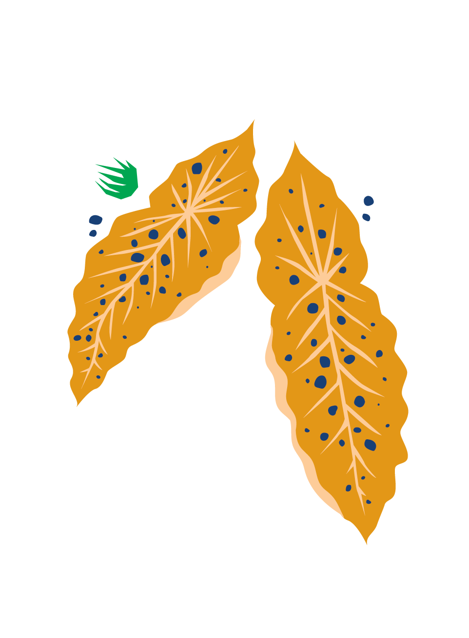 Begonia