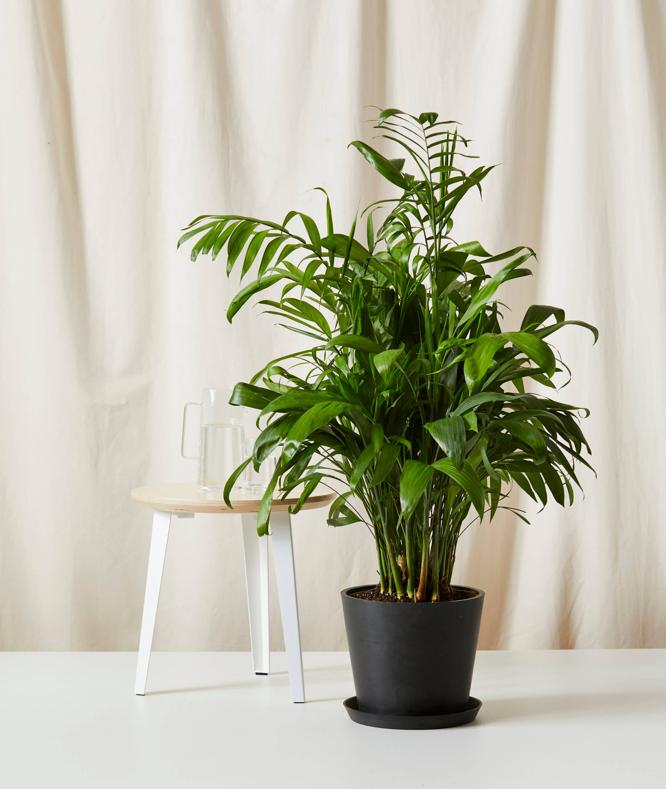 Buy XL Potted Bamboo Palm Indoor Plant Bloomscape