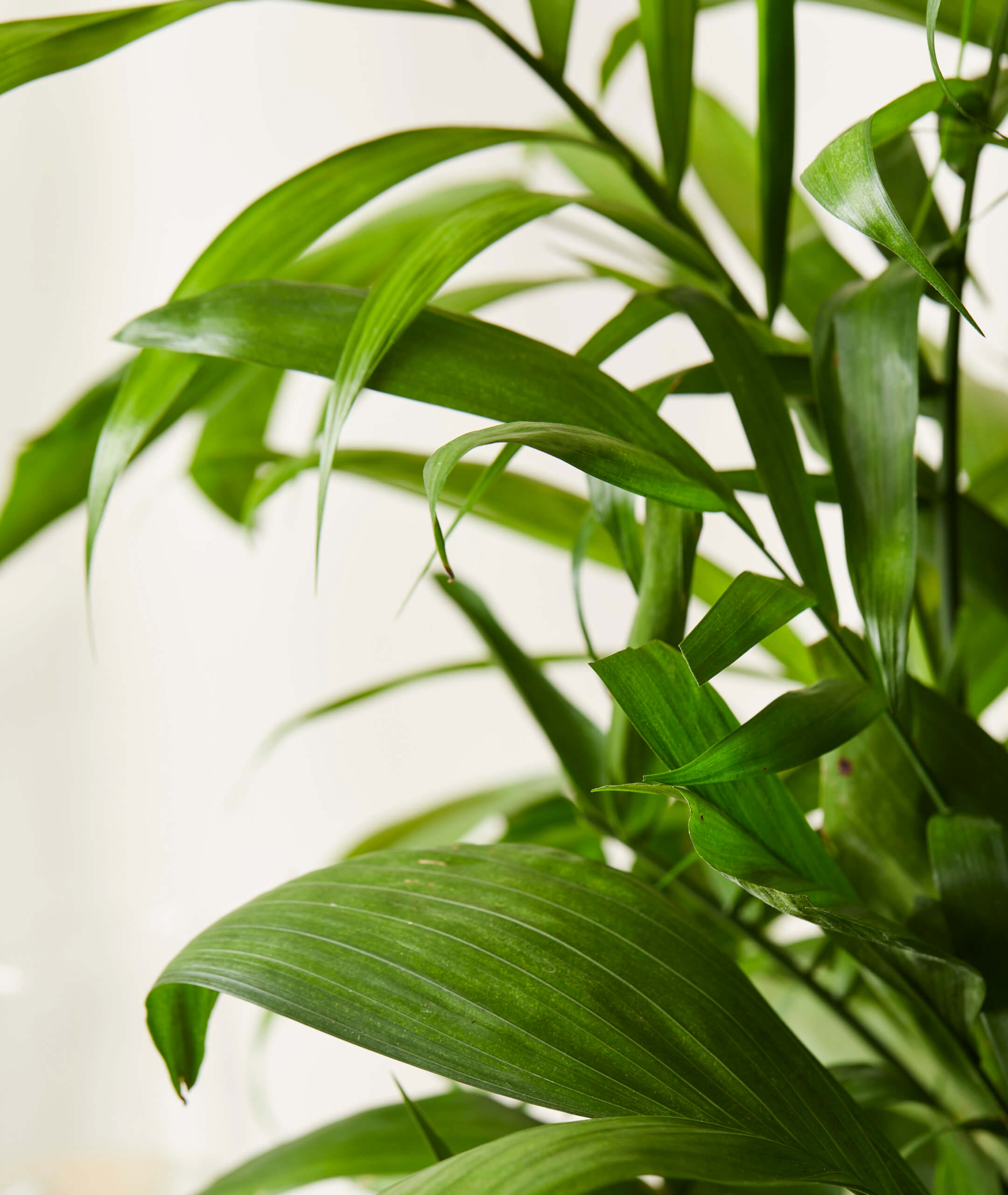 Bamboo Palm