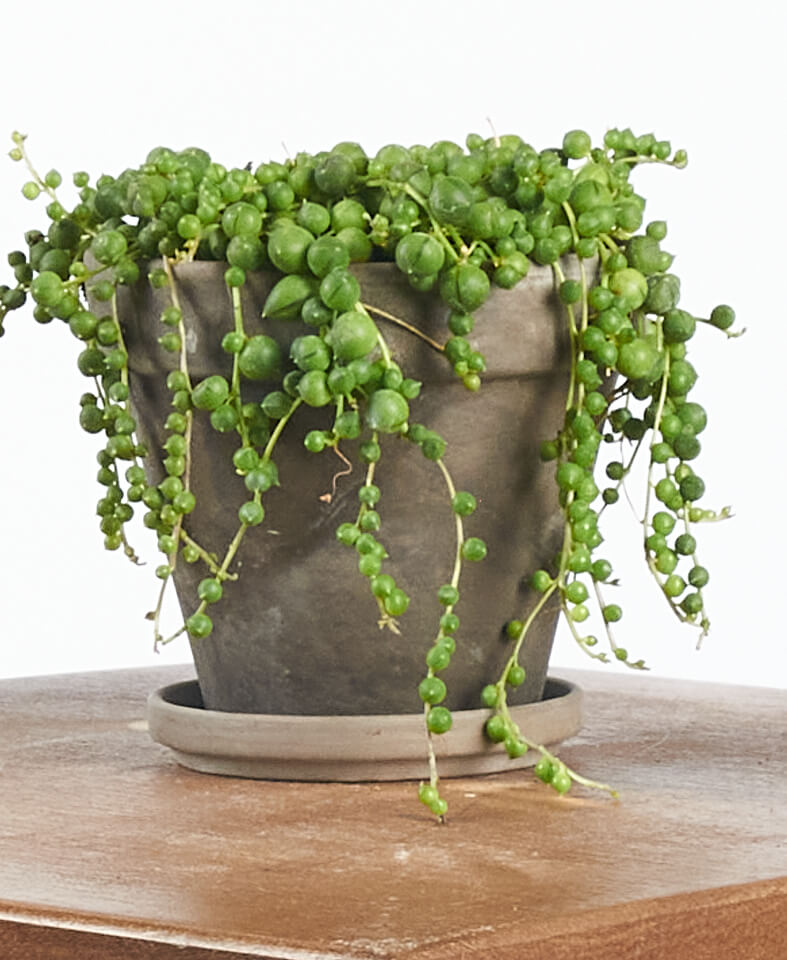 i morgen mus væbner Why is My String of Pearls Drying Out and Dying? | Bloomscape
