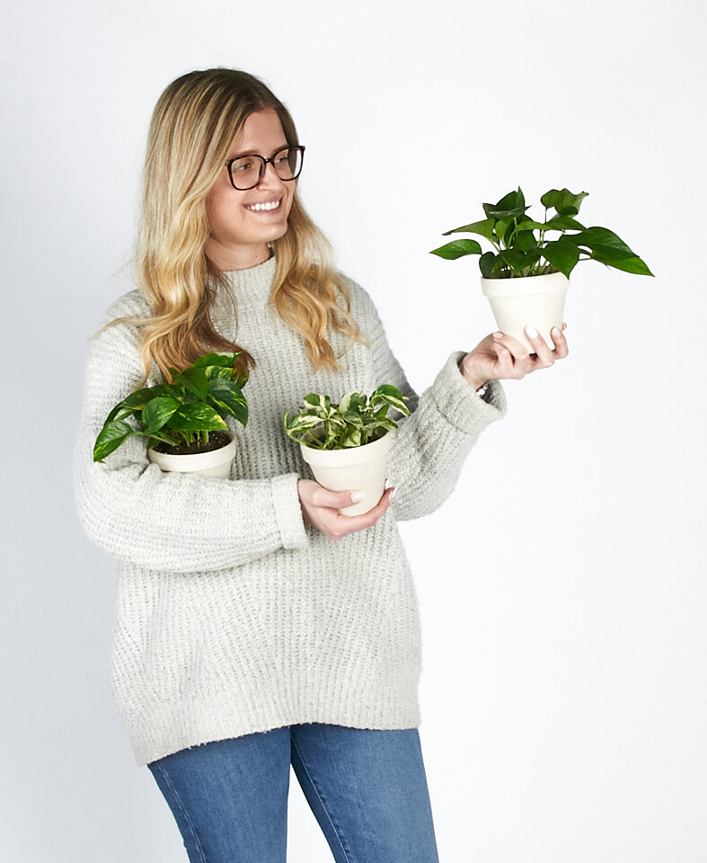 Buy Bloomscape Potted Pothos Collection