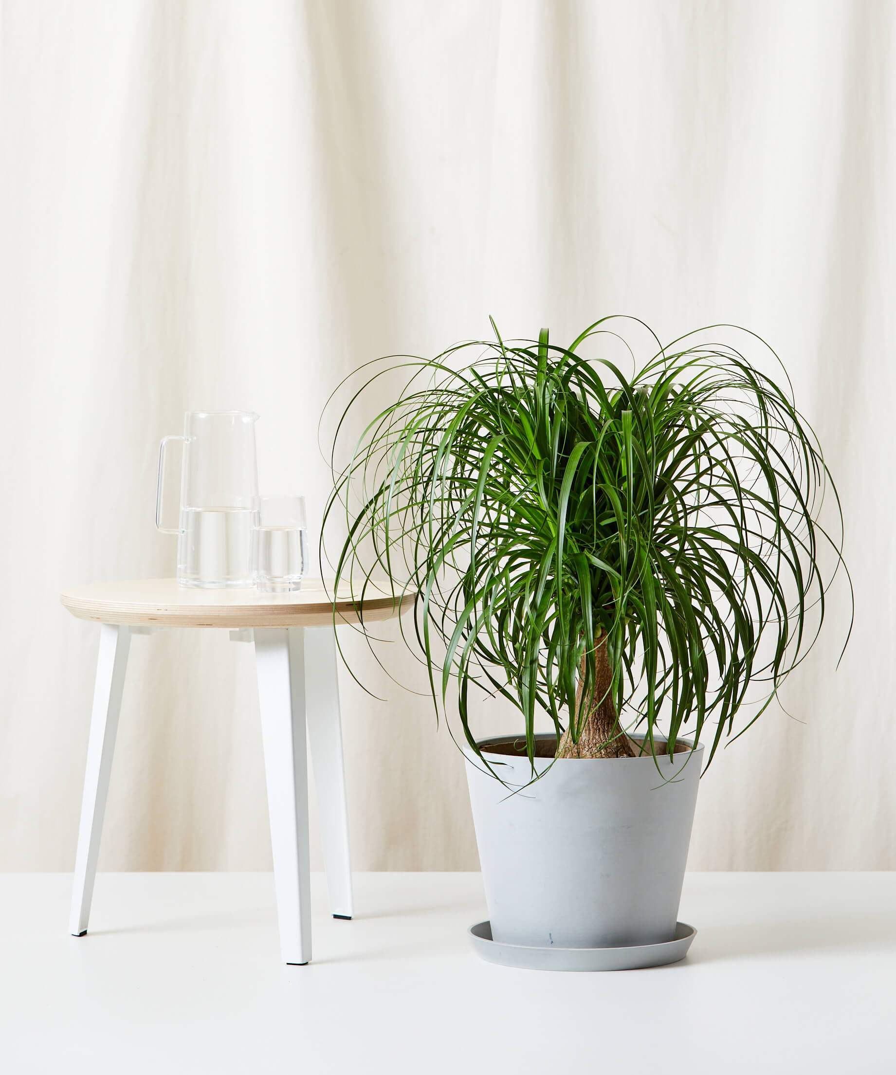 Image of Ponytail Palm Tree