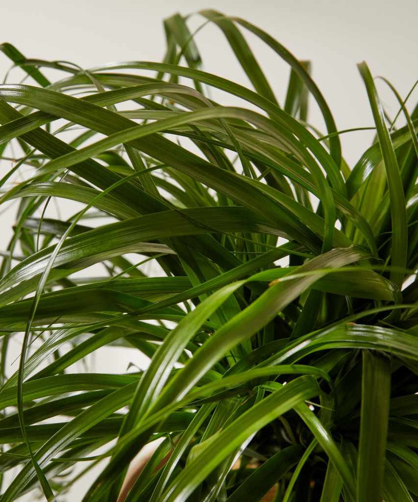 Buy Potted Ponytail Palm Tree Indoor Plant | Bloomscape