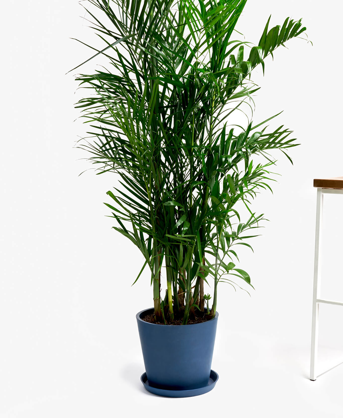 bamboo palm indoor plant potted bloomscape indigo color choose slate clay option