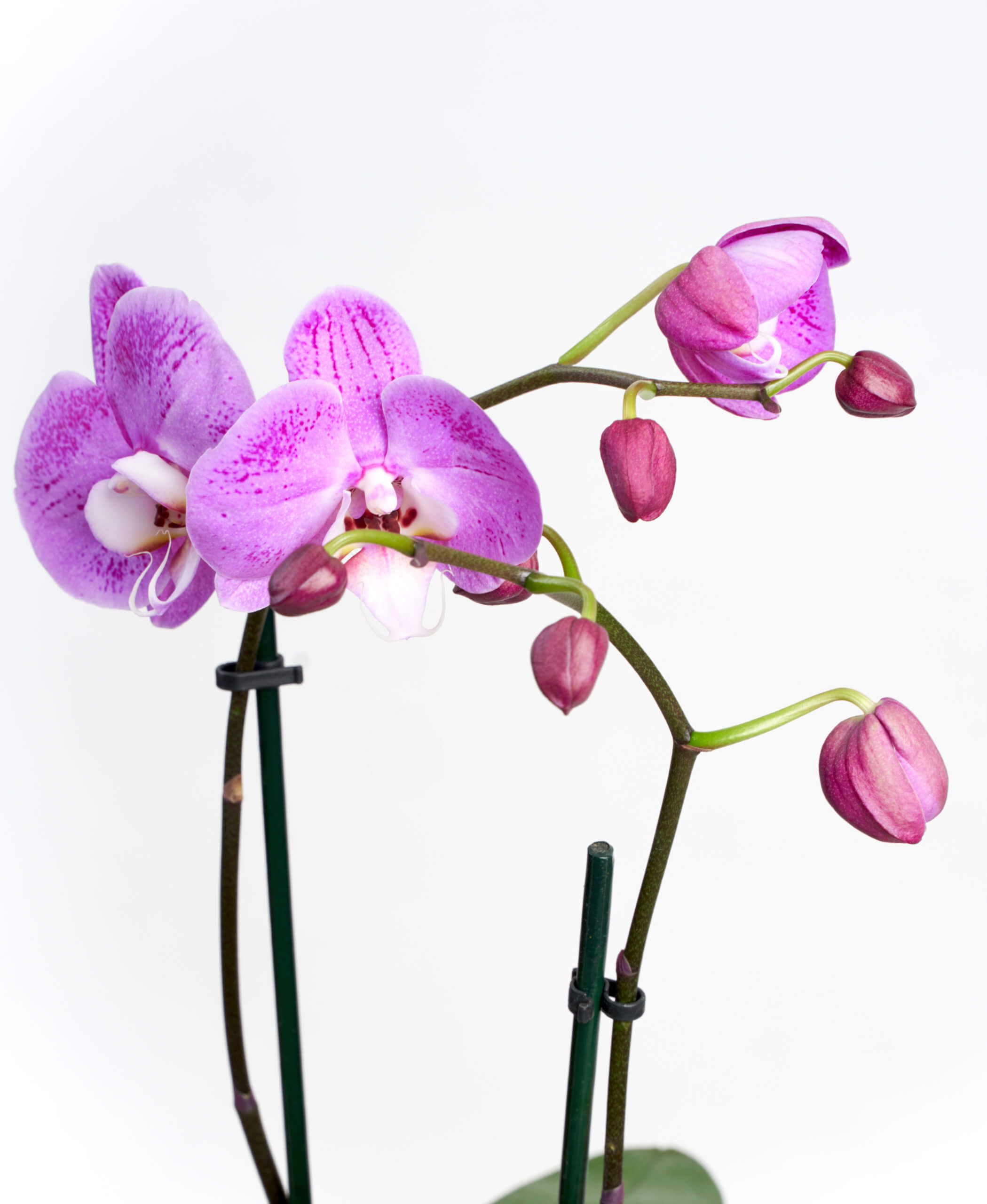 Orchid 20 Types