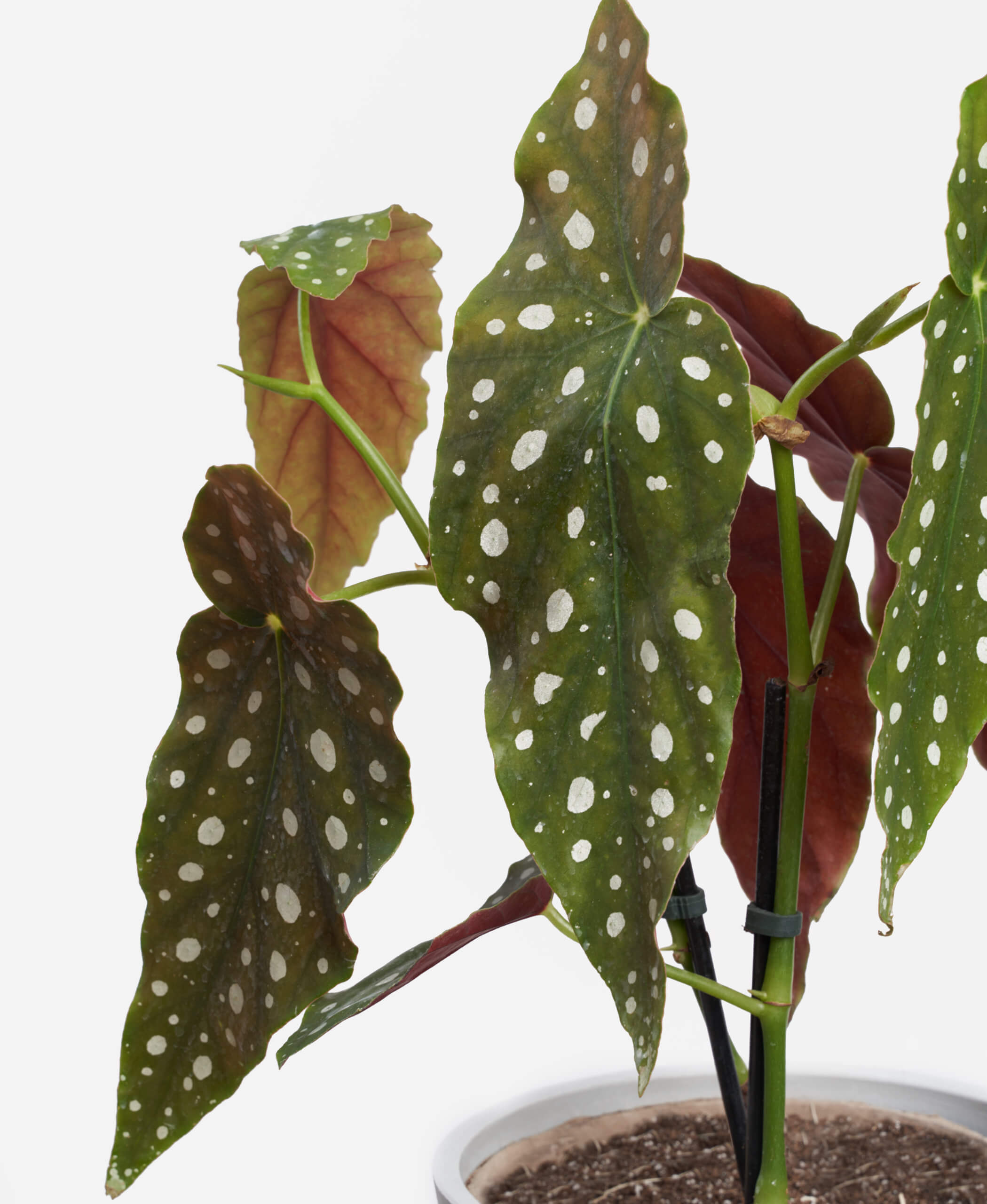 Buy Bloomscape Potted Polka Dot Begonia