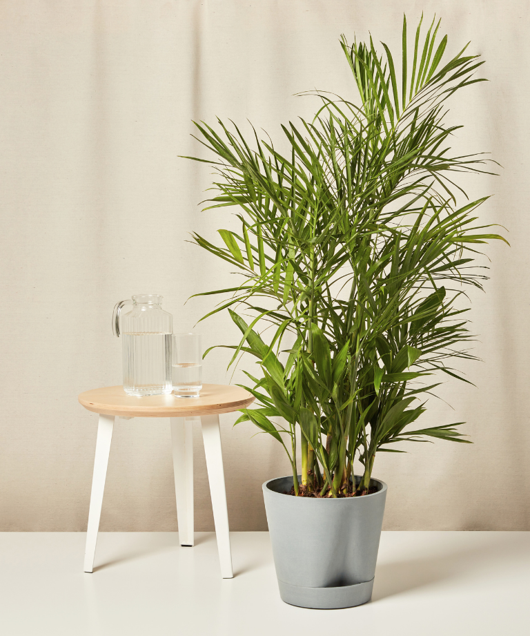 indoor palm leaves turning brown