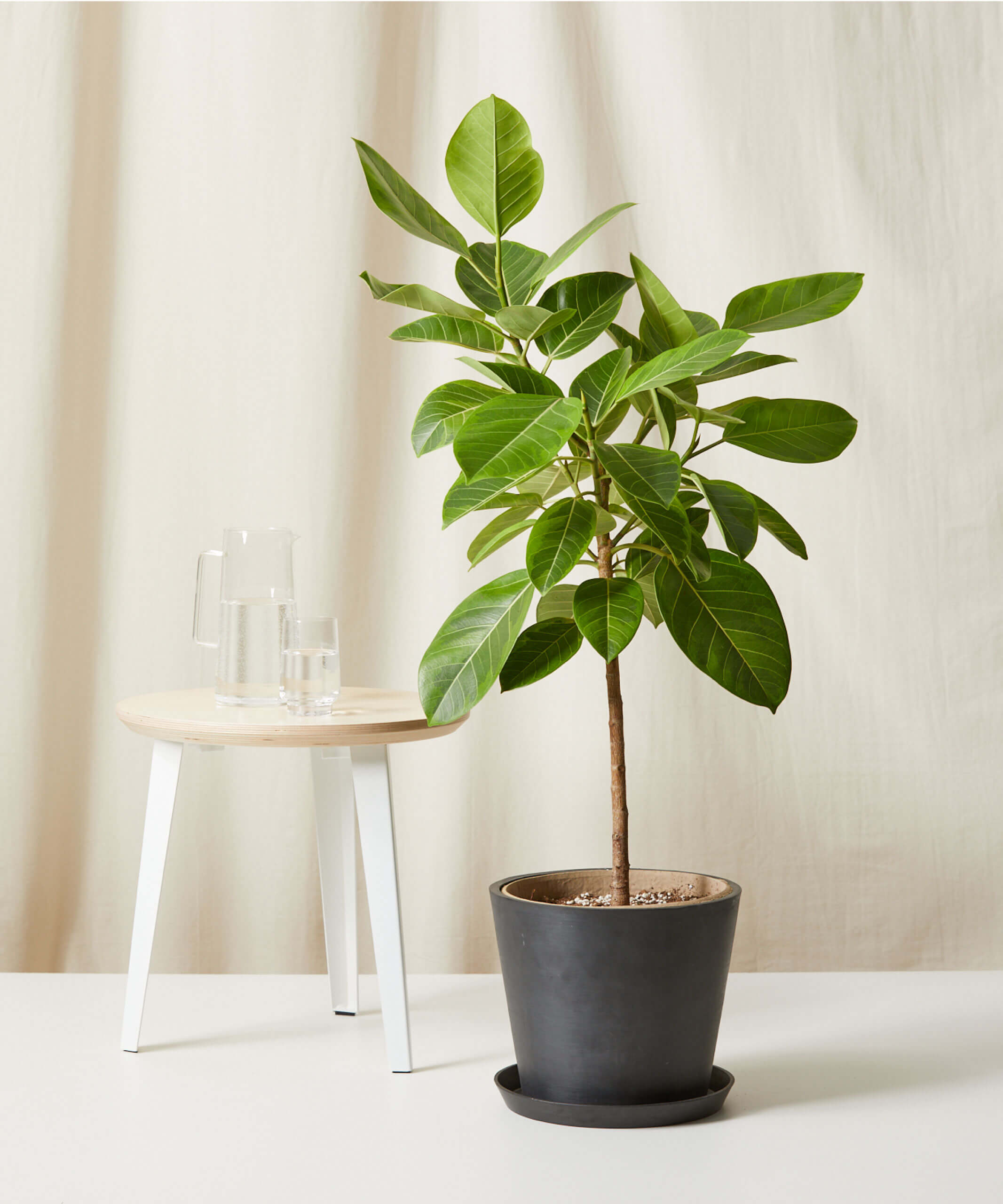 Buy Potted Indoor Plant |