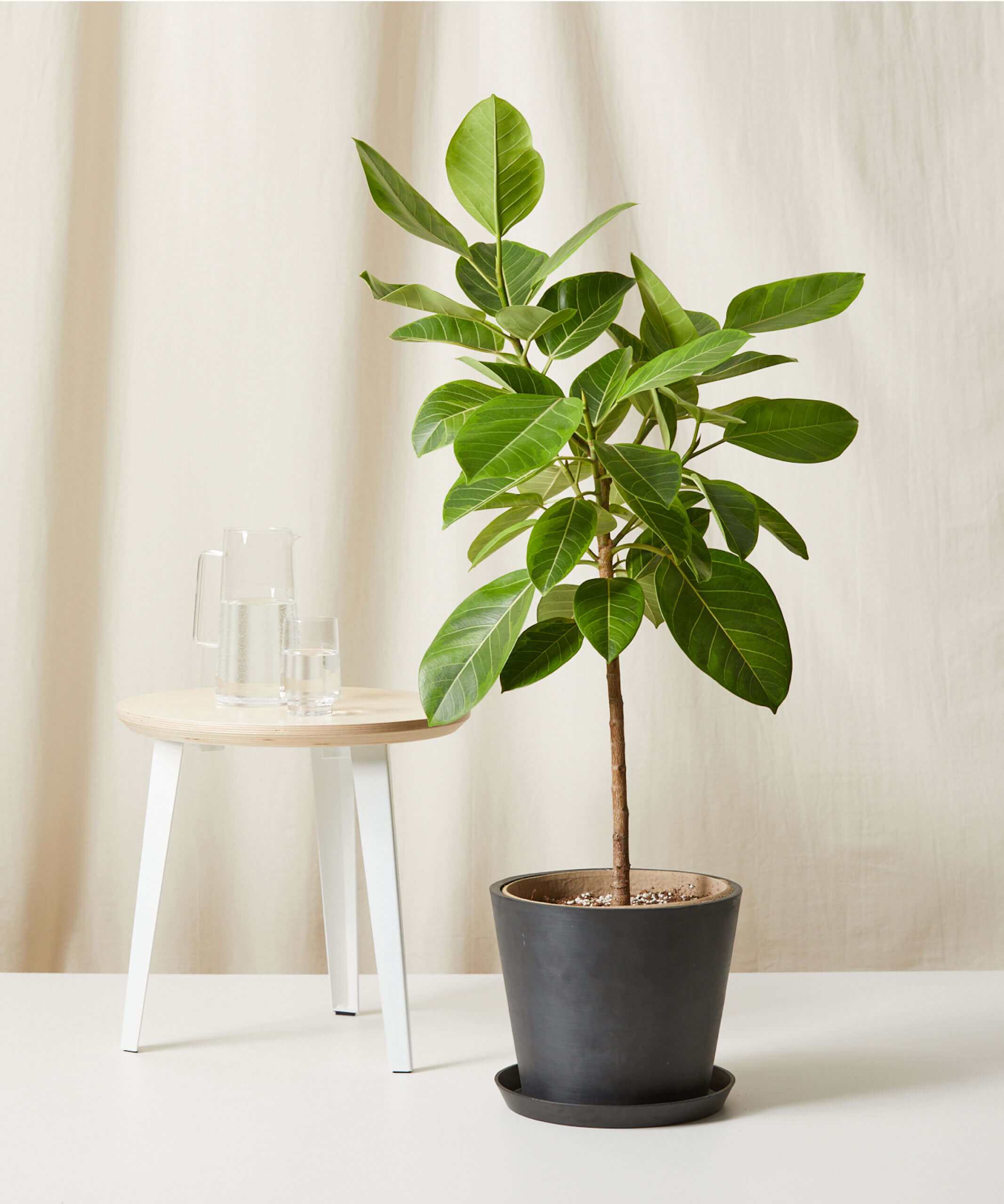 bloomscape_ficus-altissima-std_charcoal Buy Bloomscape Potted Ficus Altissima