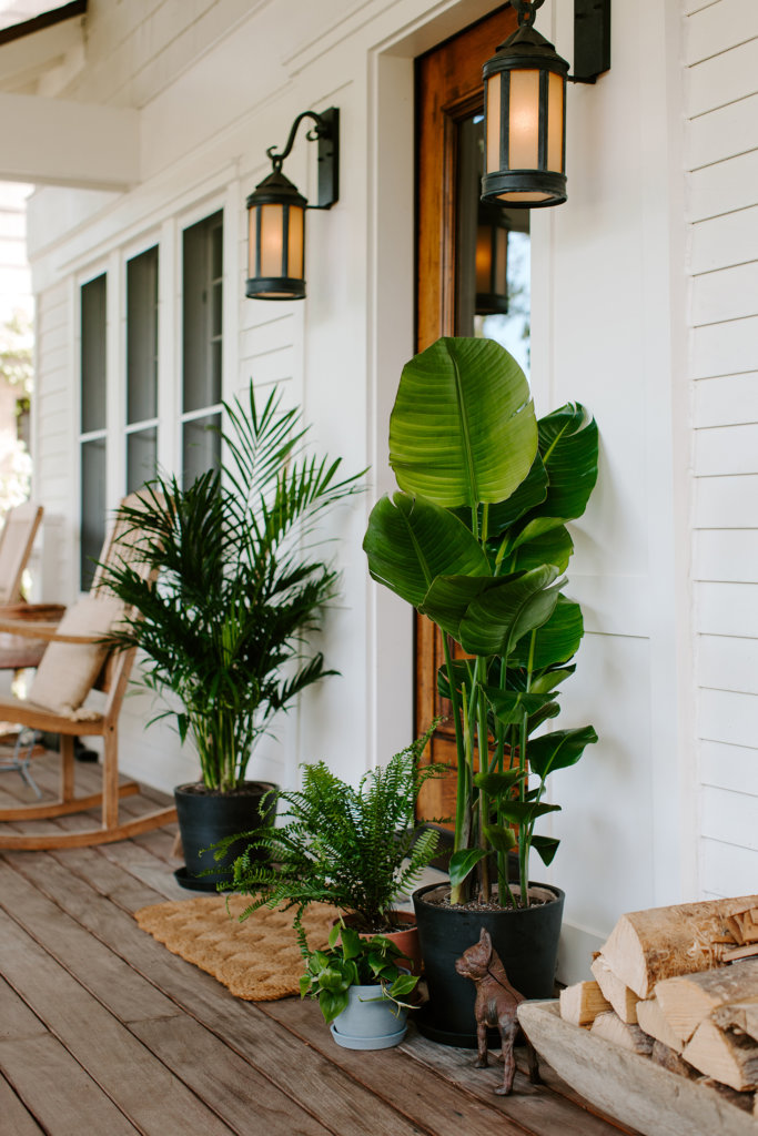 Acclimate plants indoors