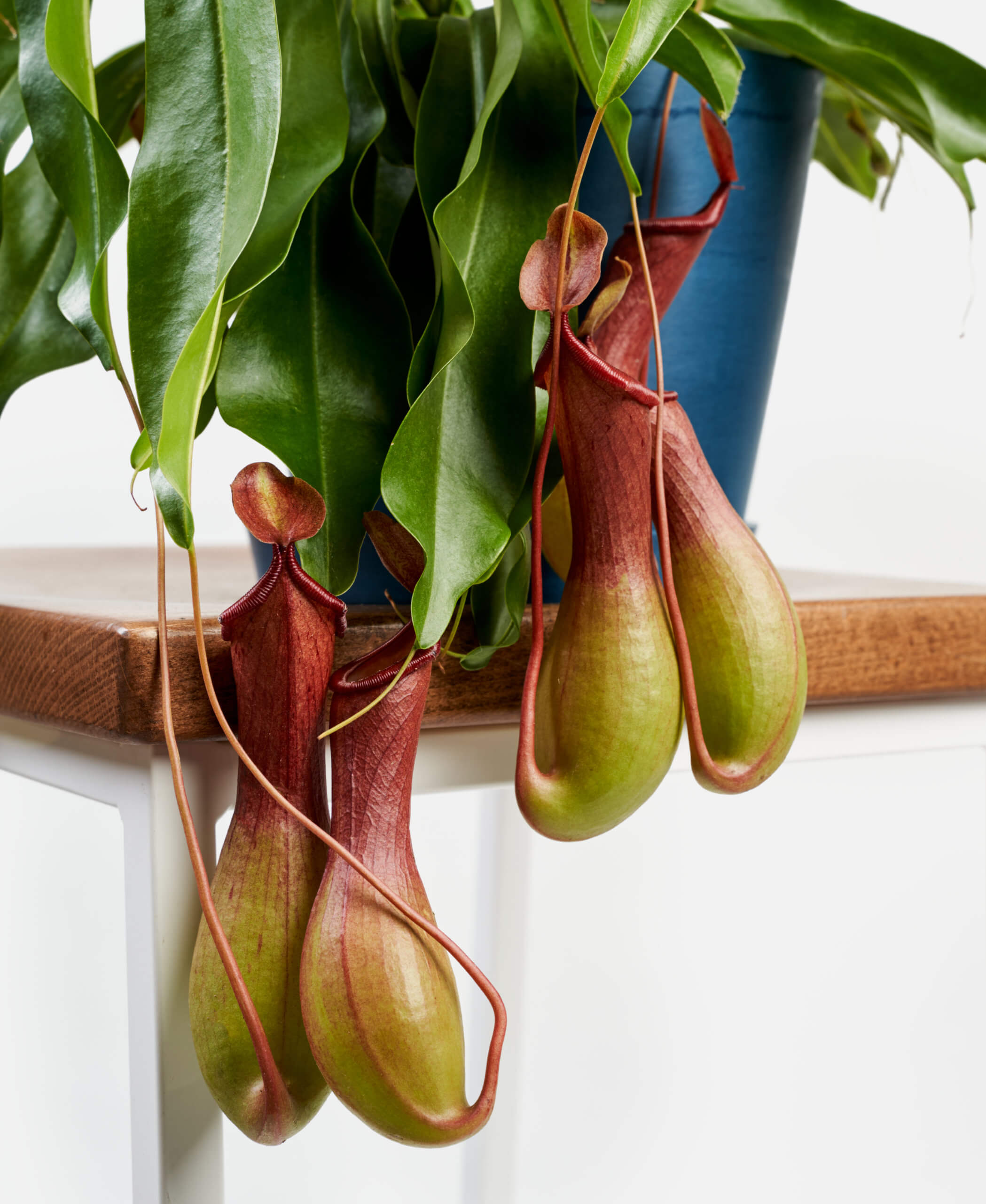 nepenthes pitcher plant eating