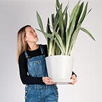 9 Of The Easiest Houseplants That Anyone Can Grow - Bloomscape