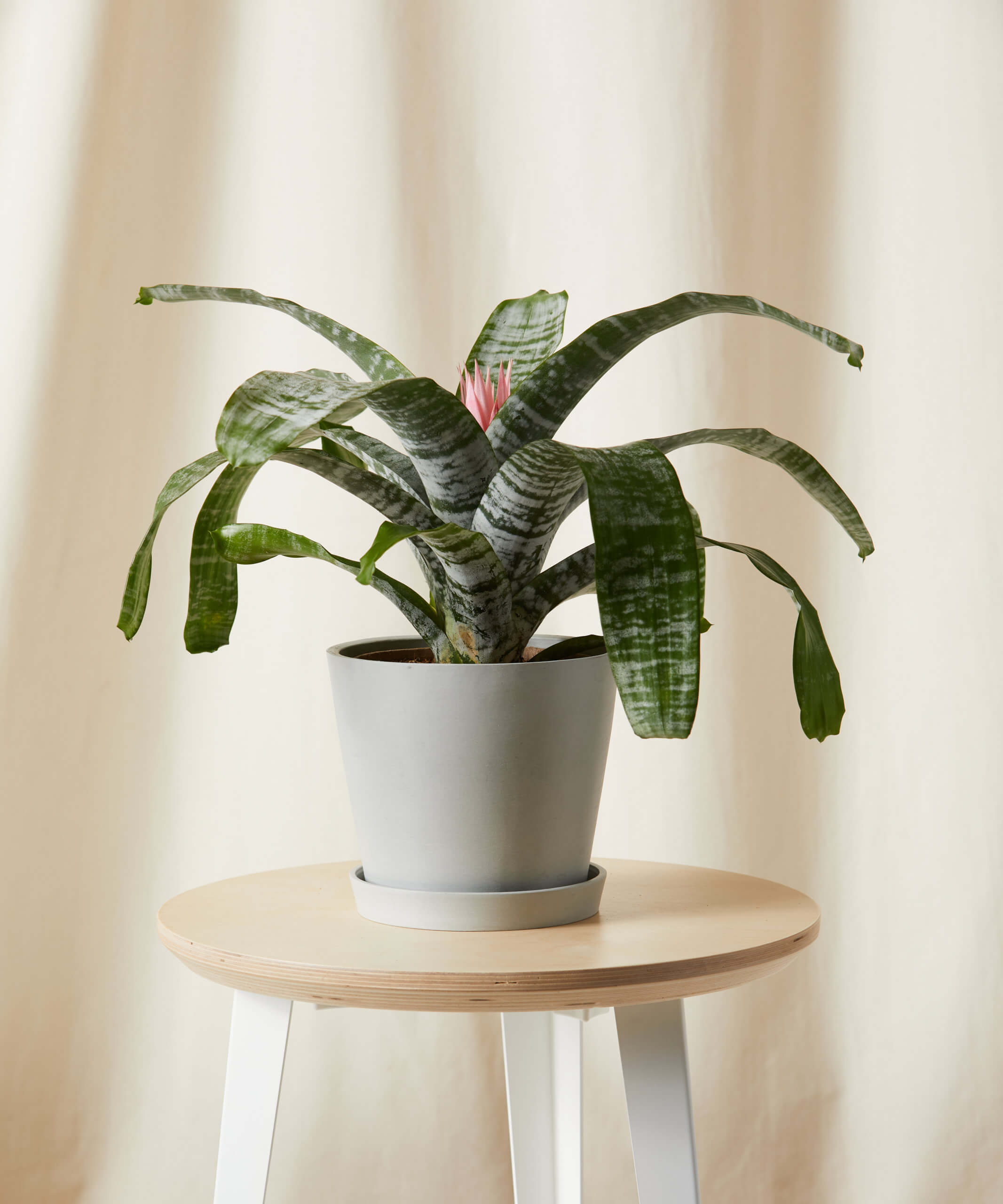 Bromeliad Silver Vase