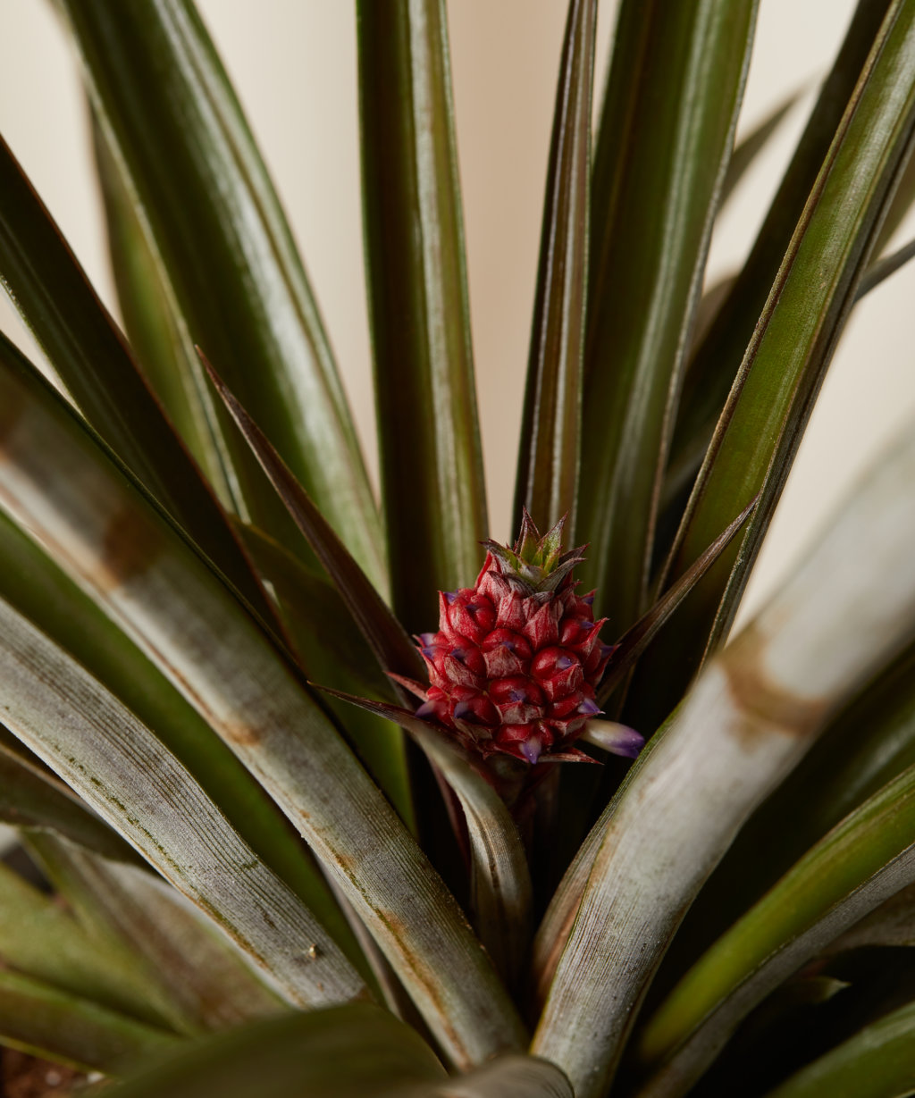 Buy Potted Bromeliad Pineapple Indoor Plant Bloomscape