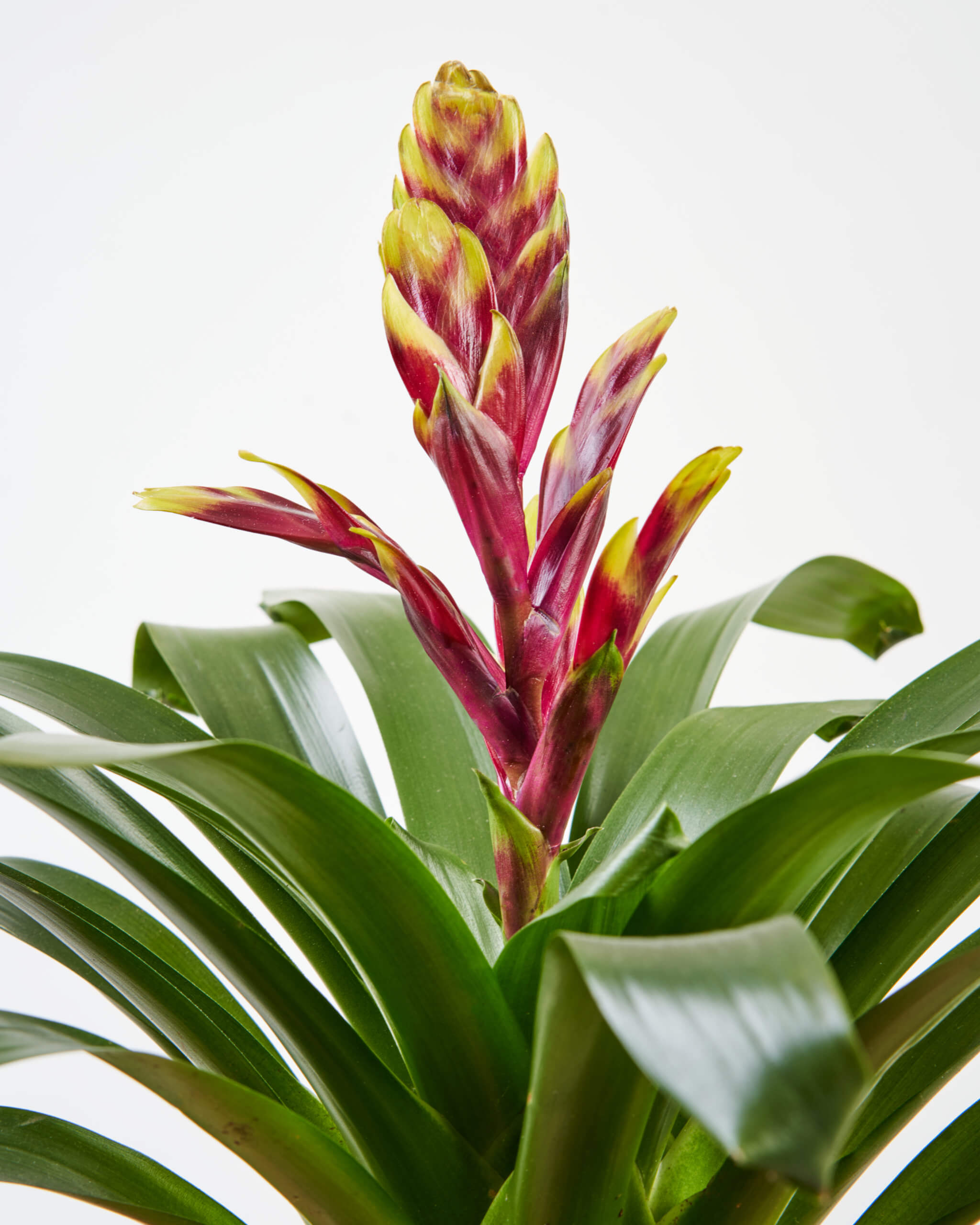 Plant Care Guides Bloomscape