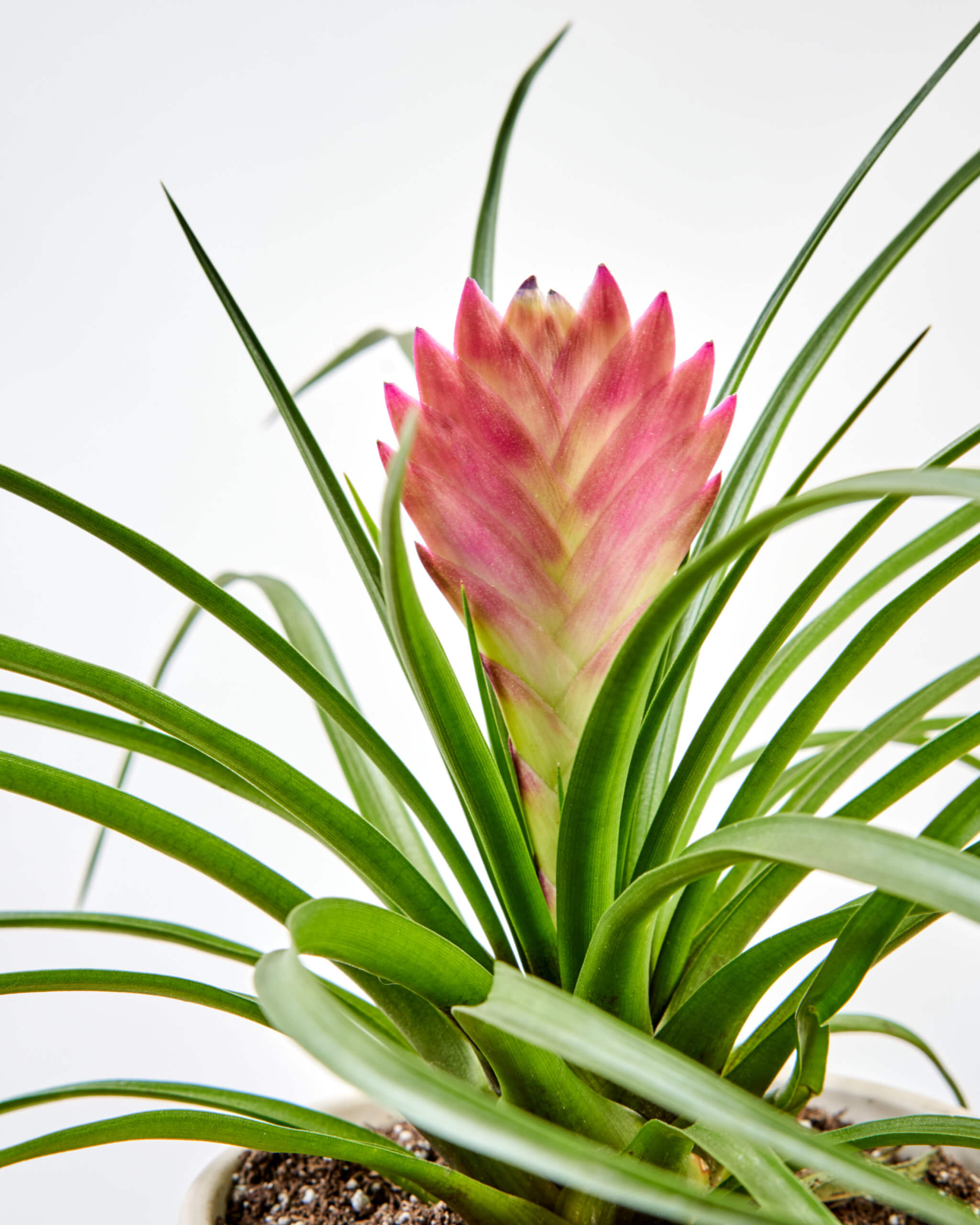 are bromeliad plants poisonous to dogs